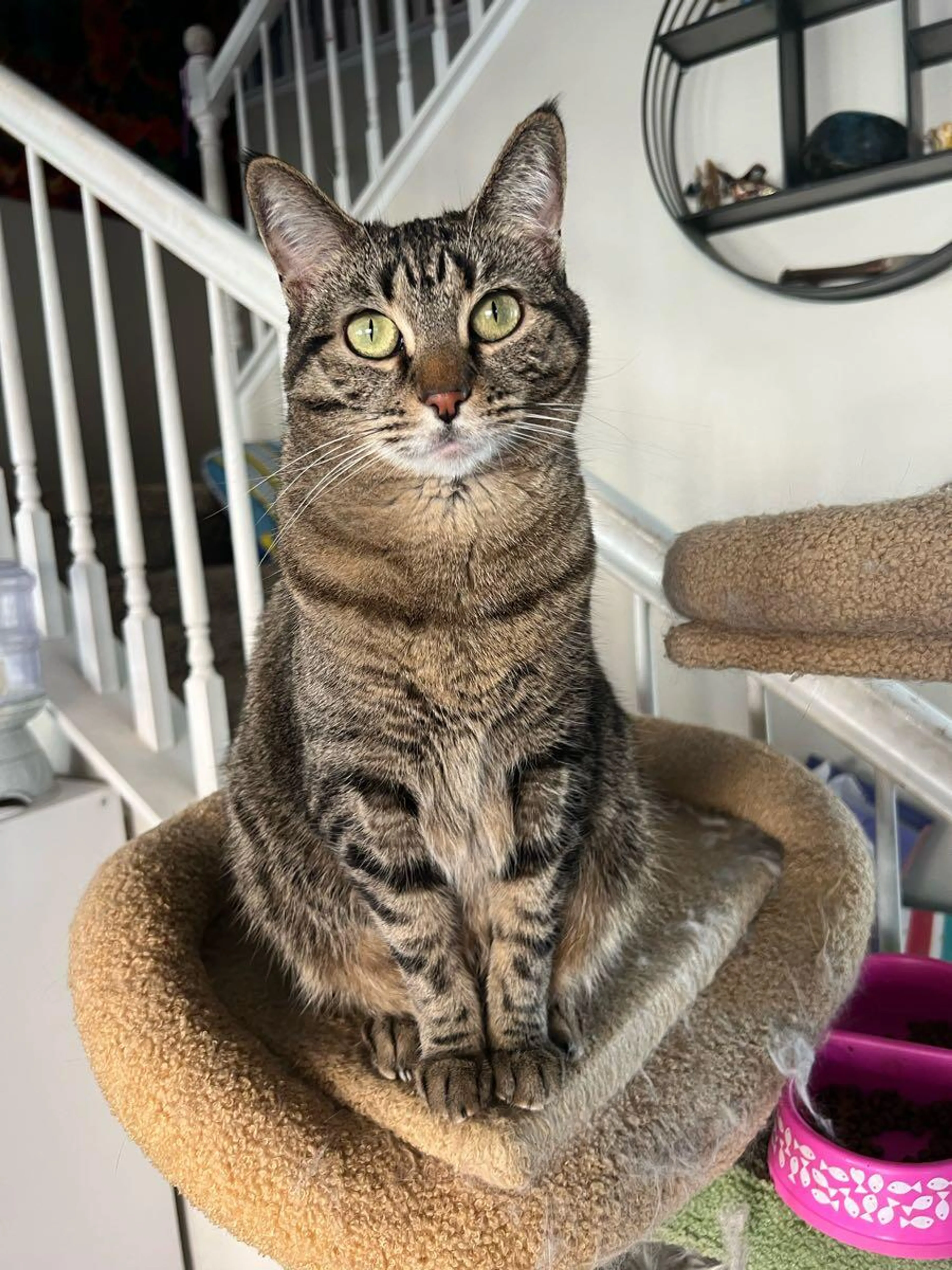 Lost pet