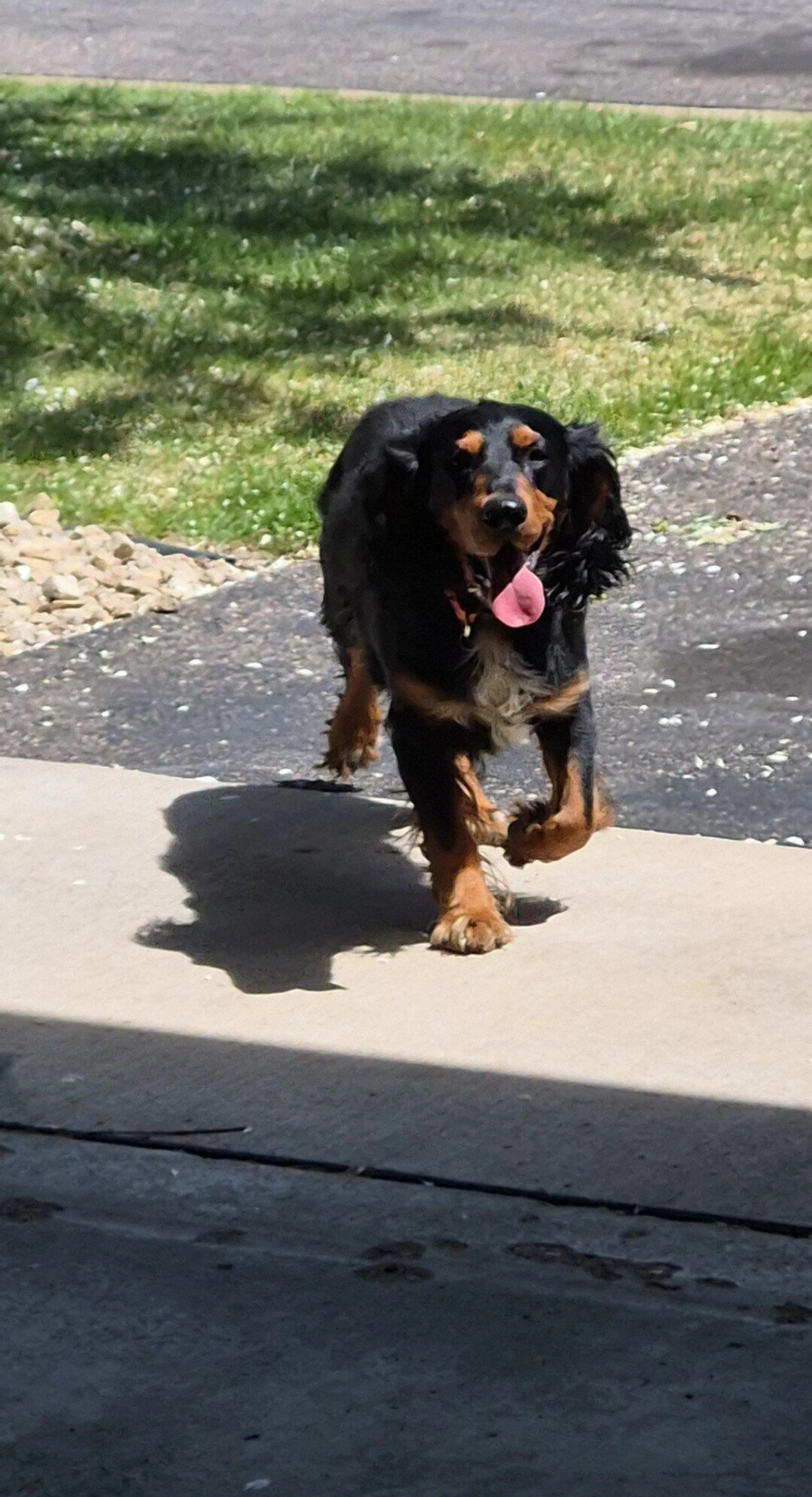Lost pet