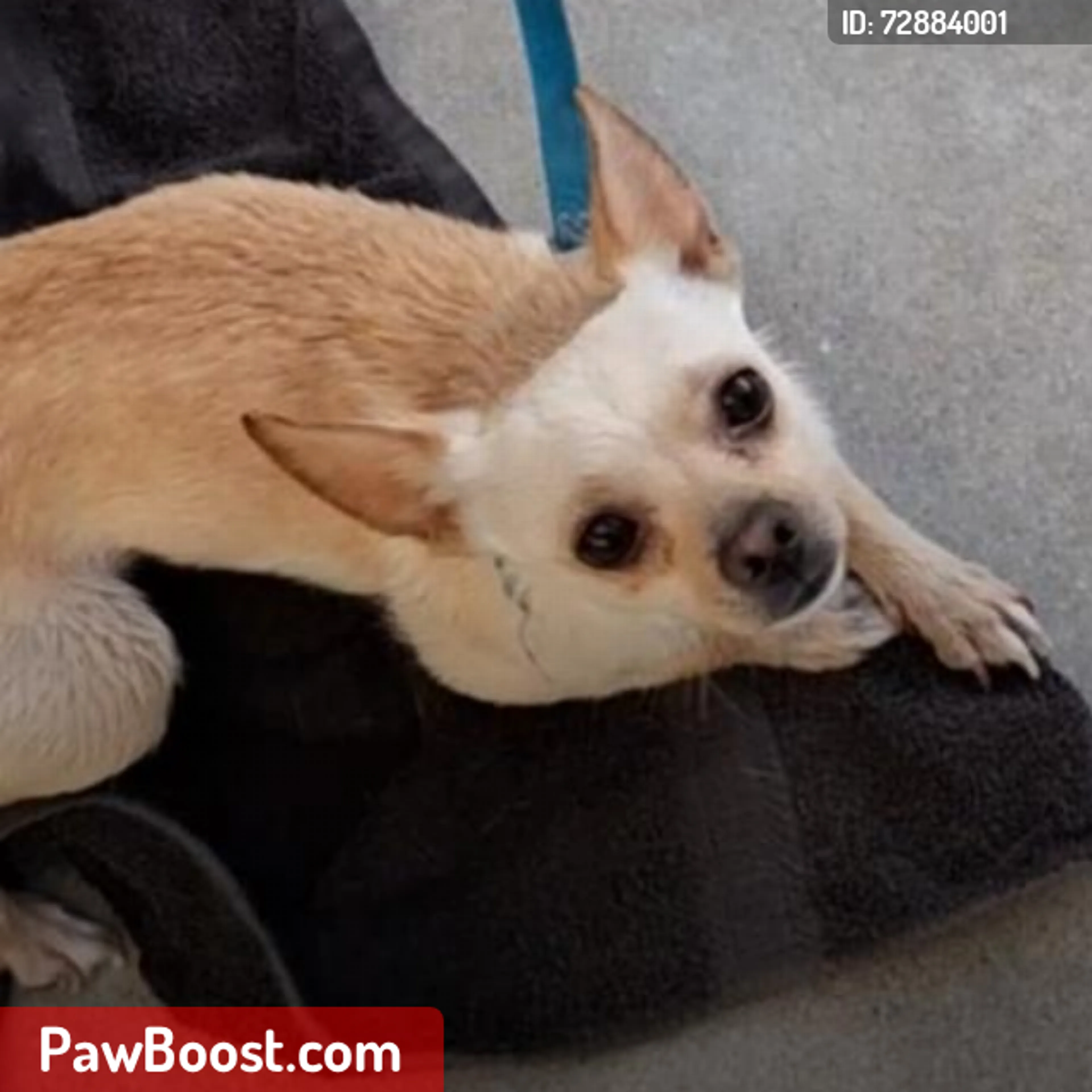 Lost pet