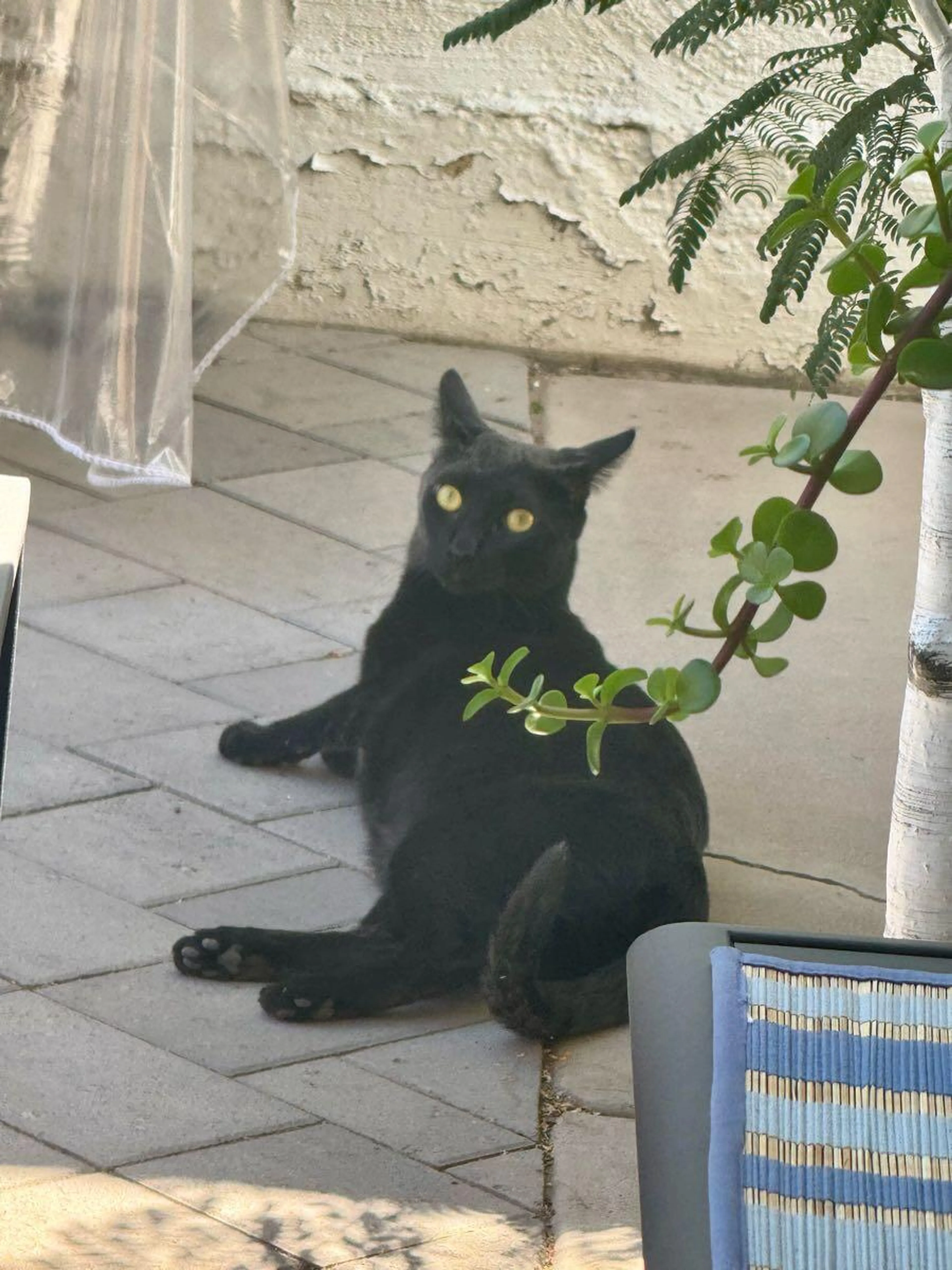Lost pet