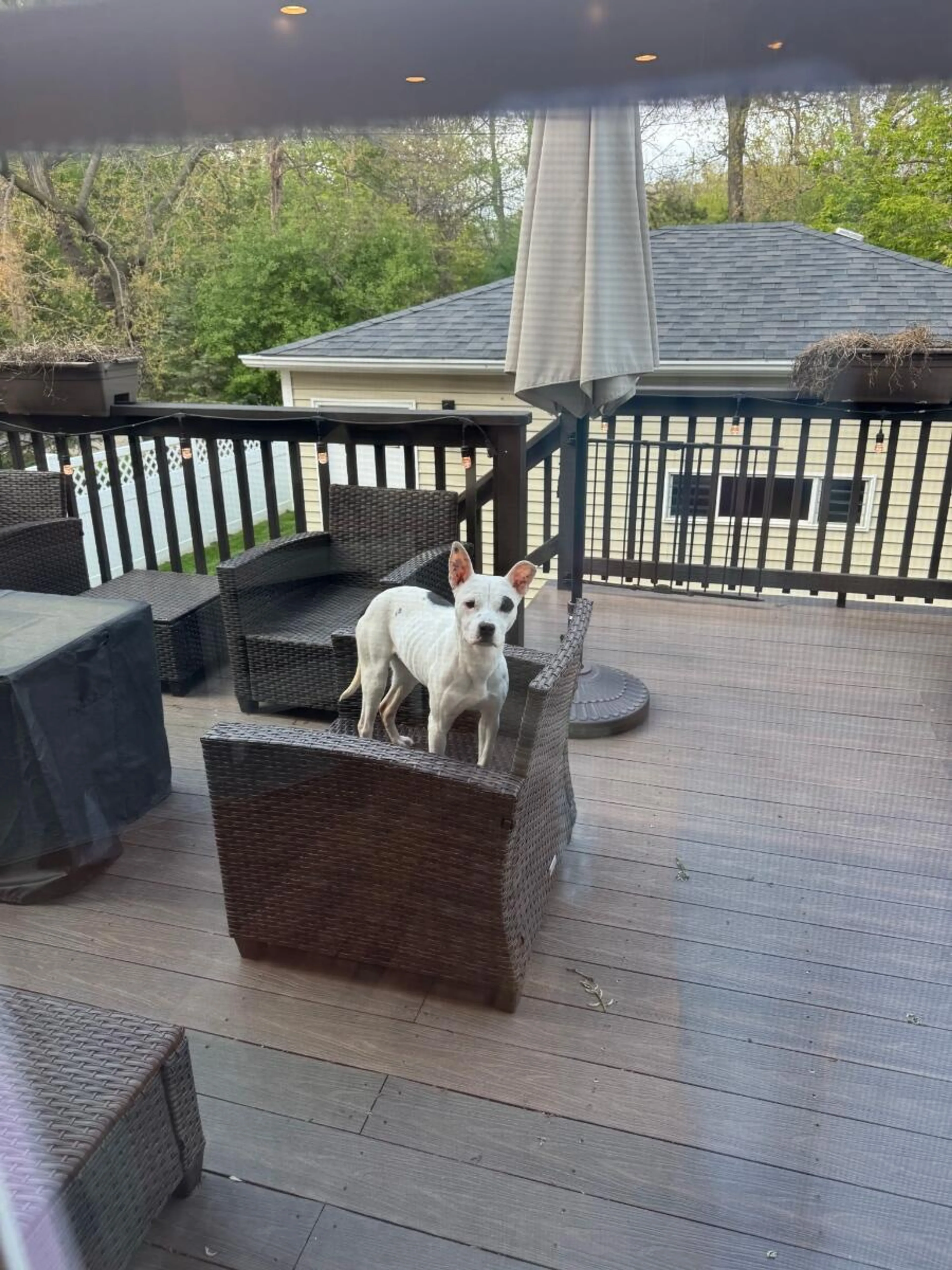 Found pet