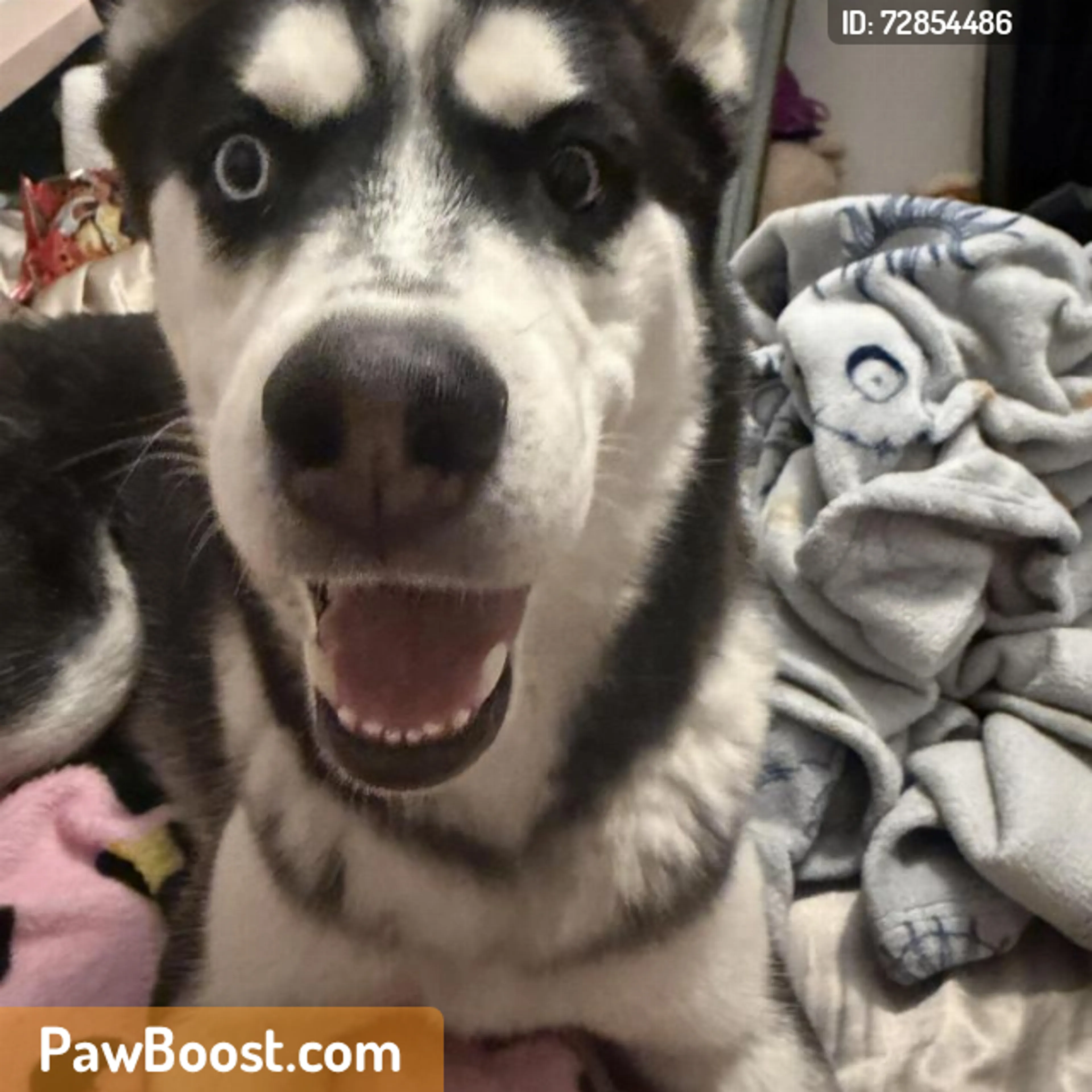 Found pet