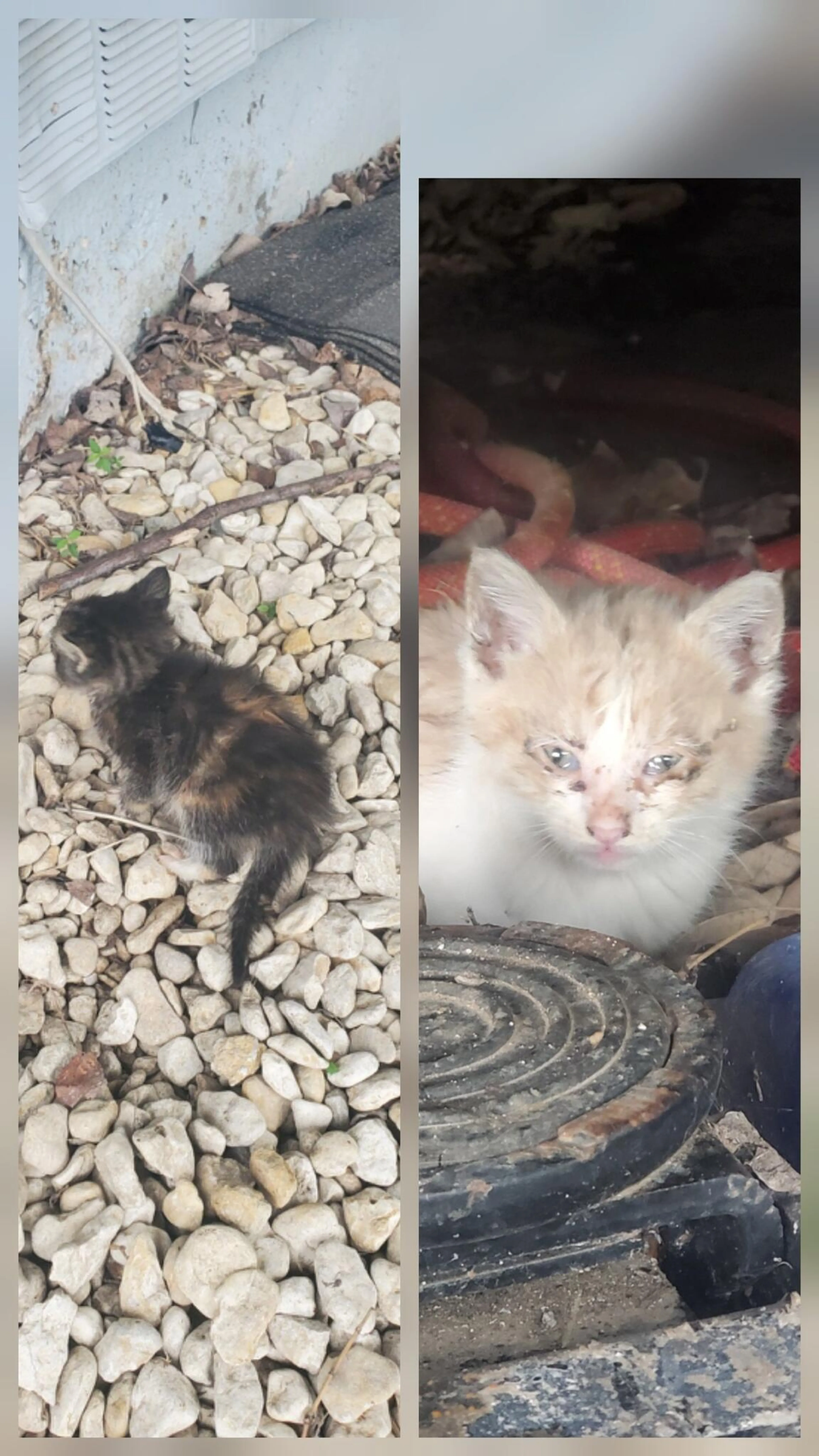 Found pet
