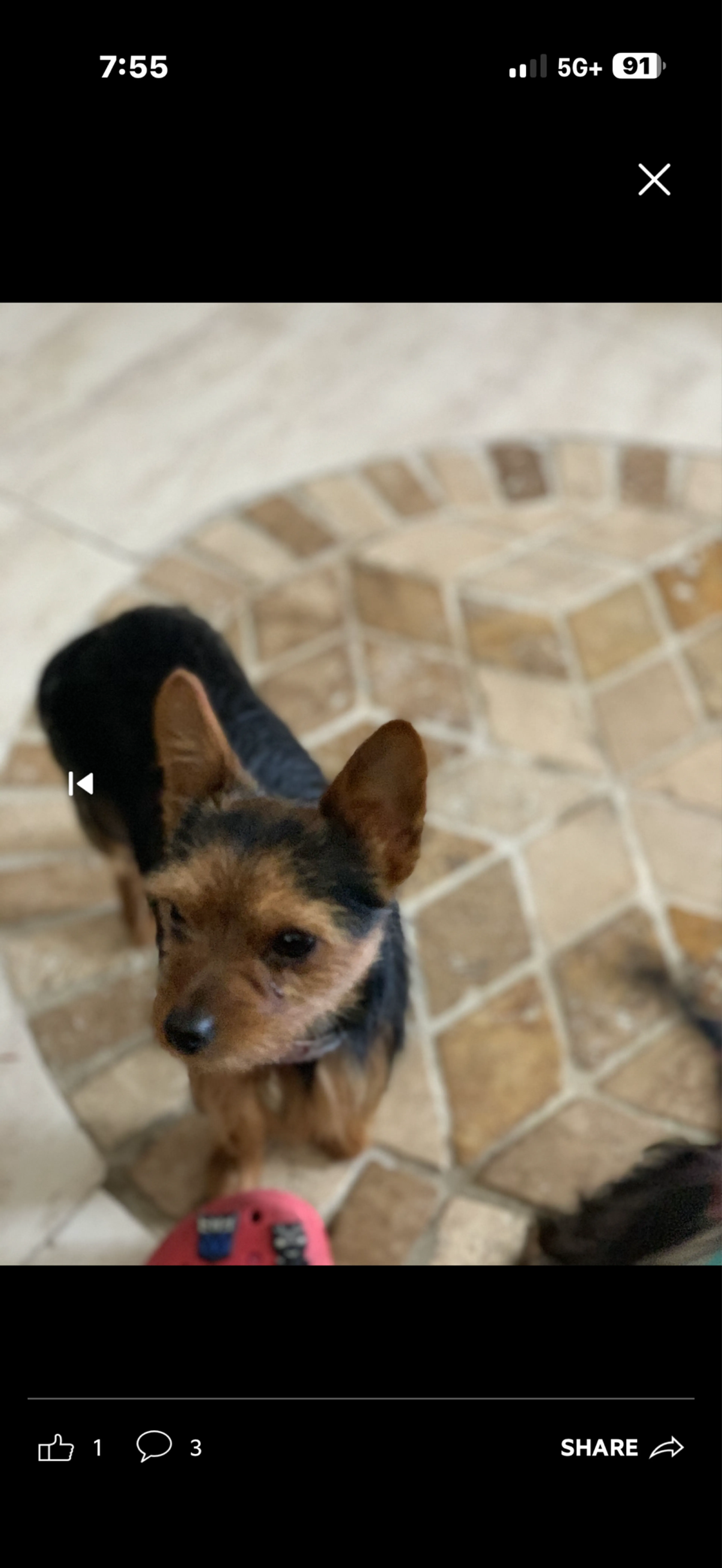 Lost pet