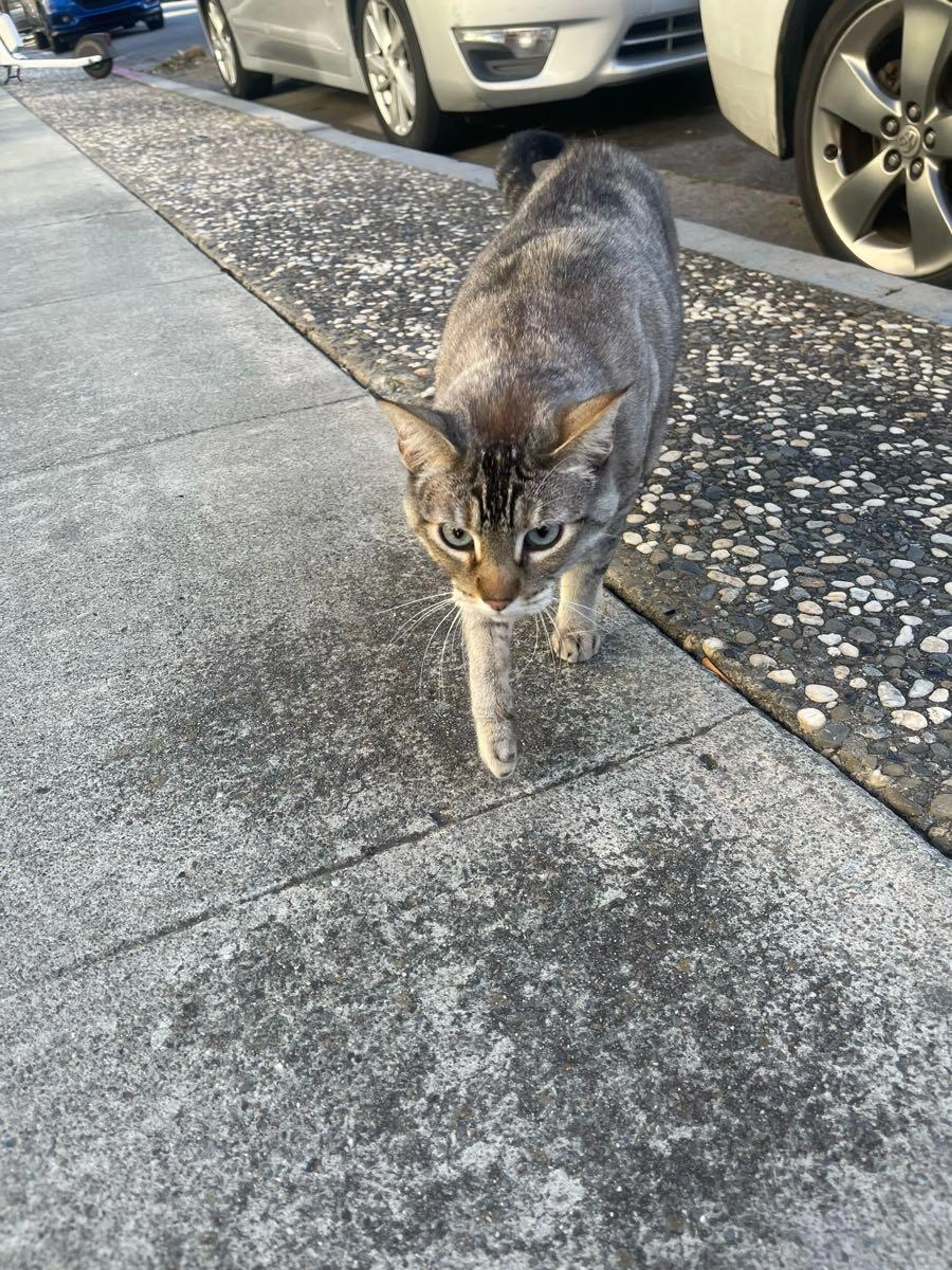 Found pet
