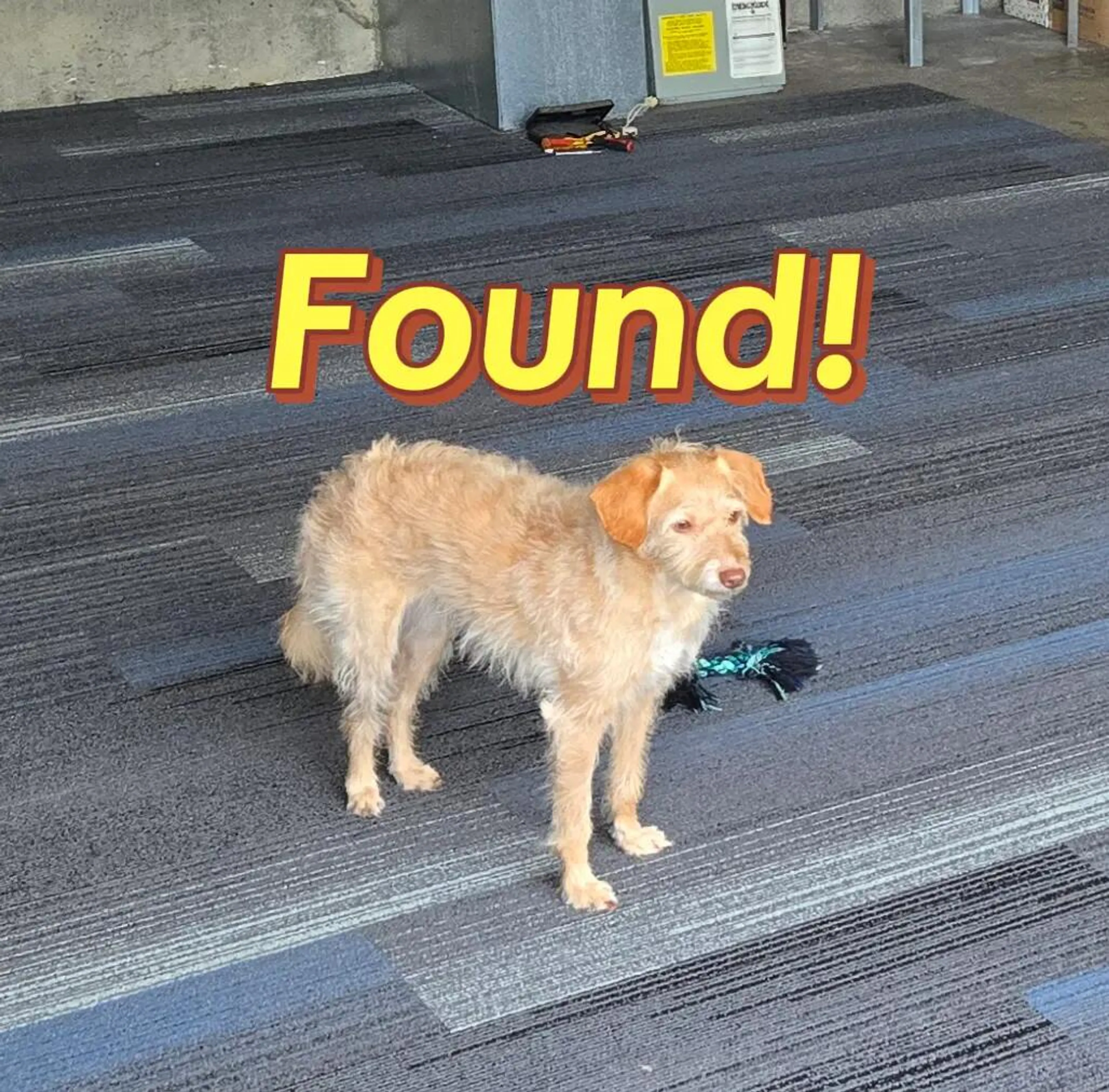 Lost pet