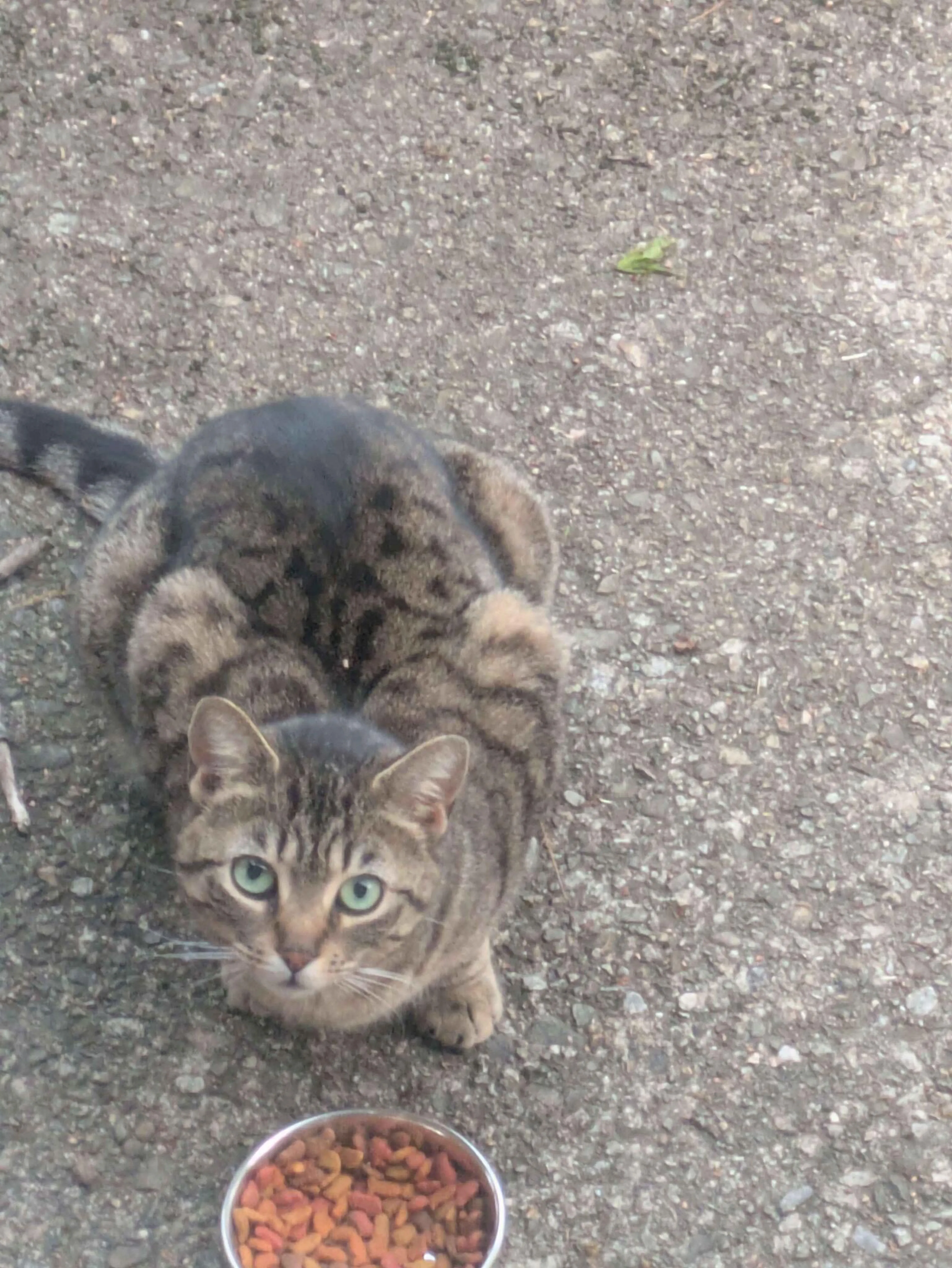Found pet