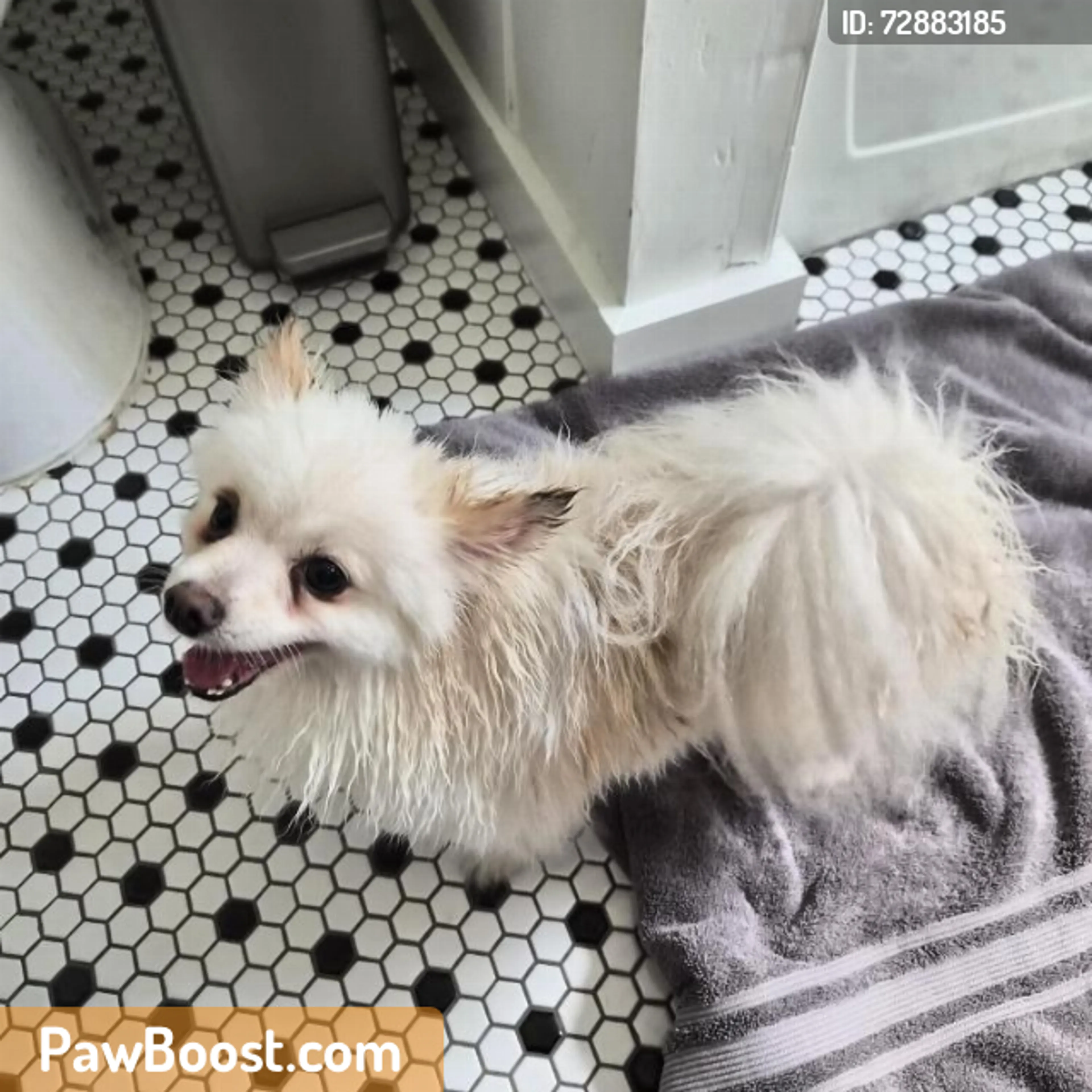 Found pet