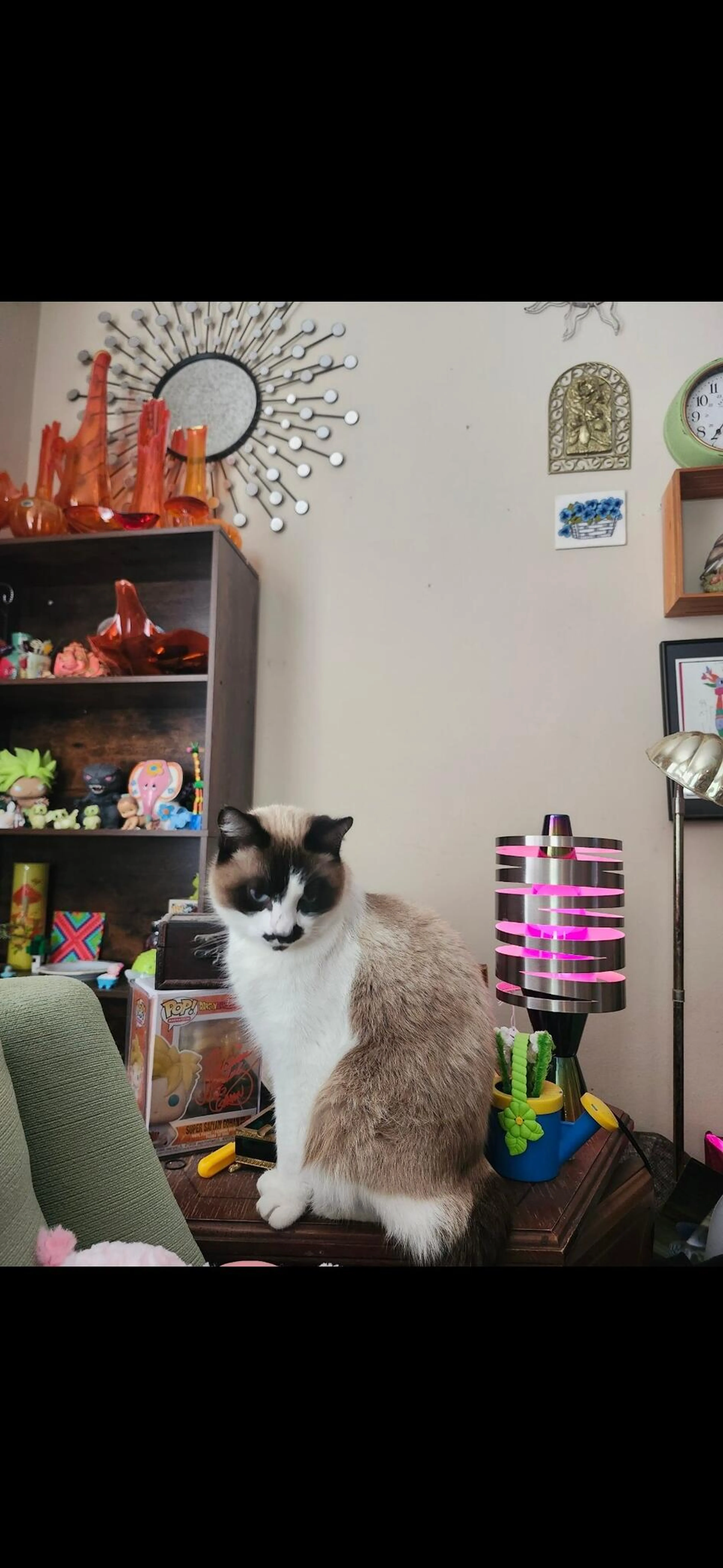 Lost pet