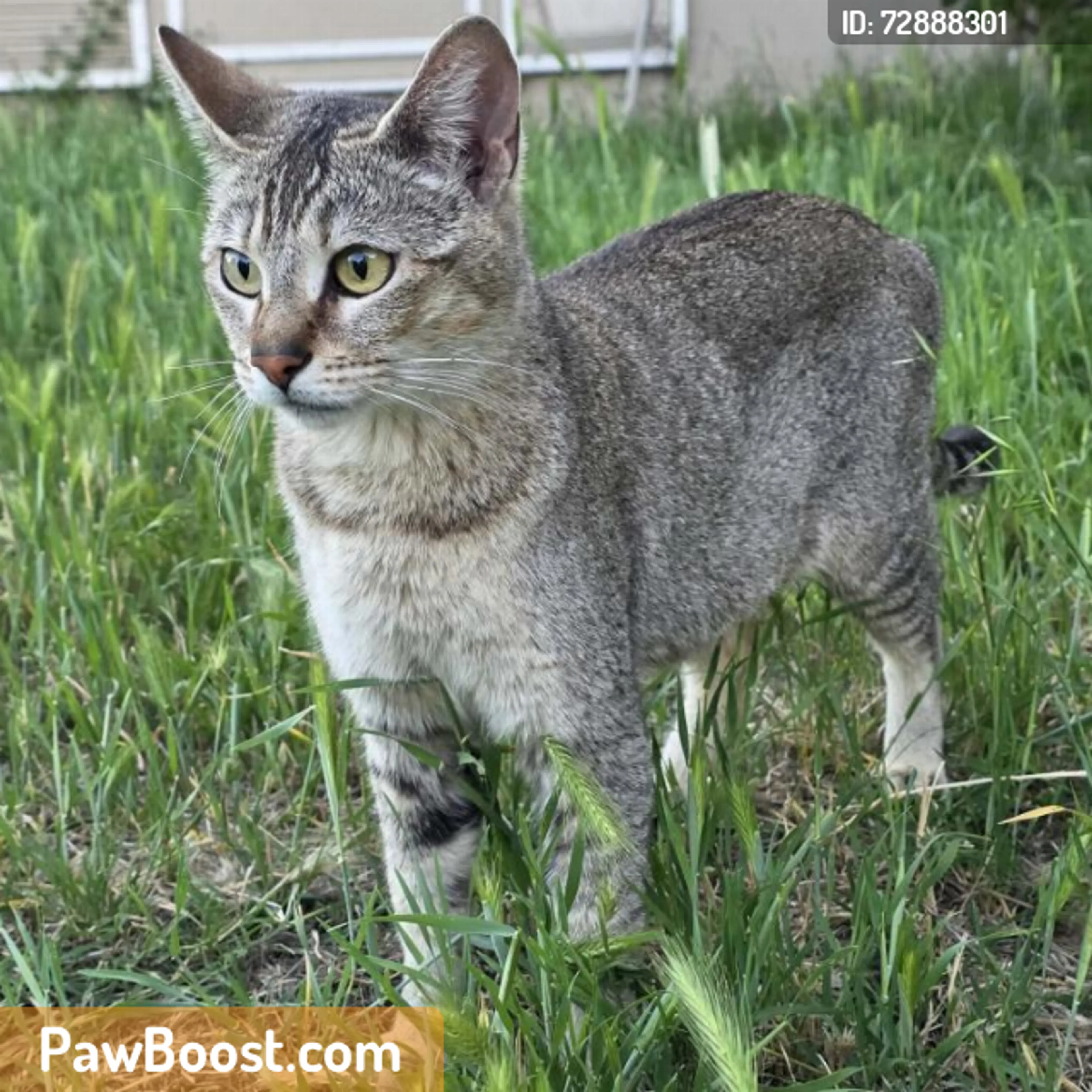 Found pet