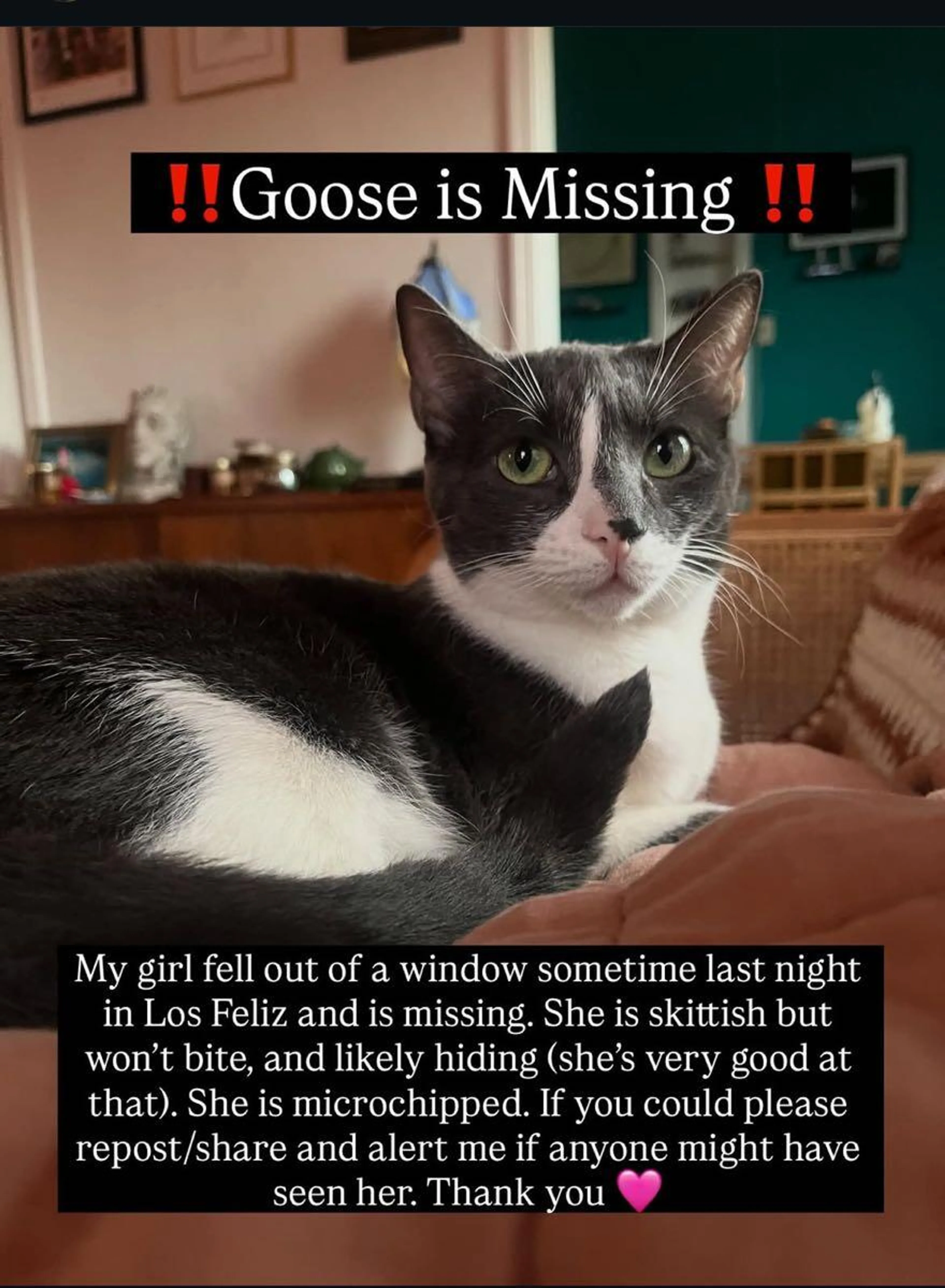 Lost pet