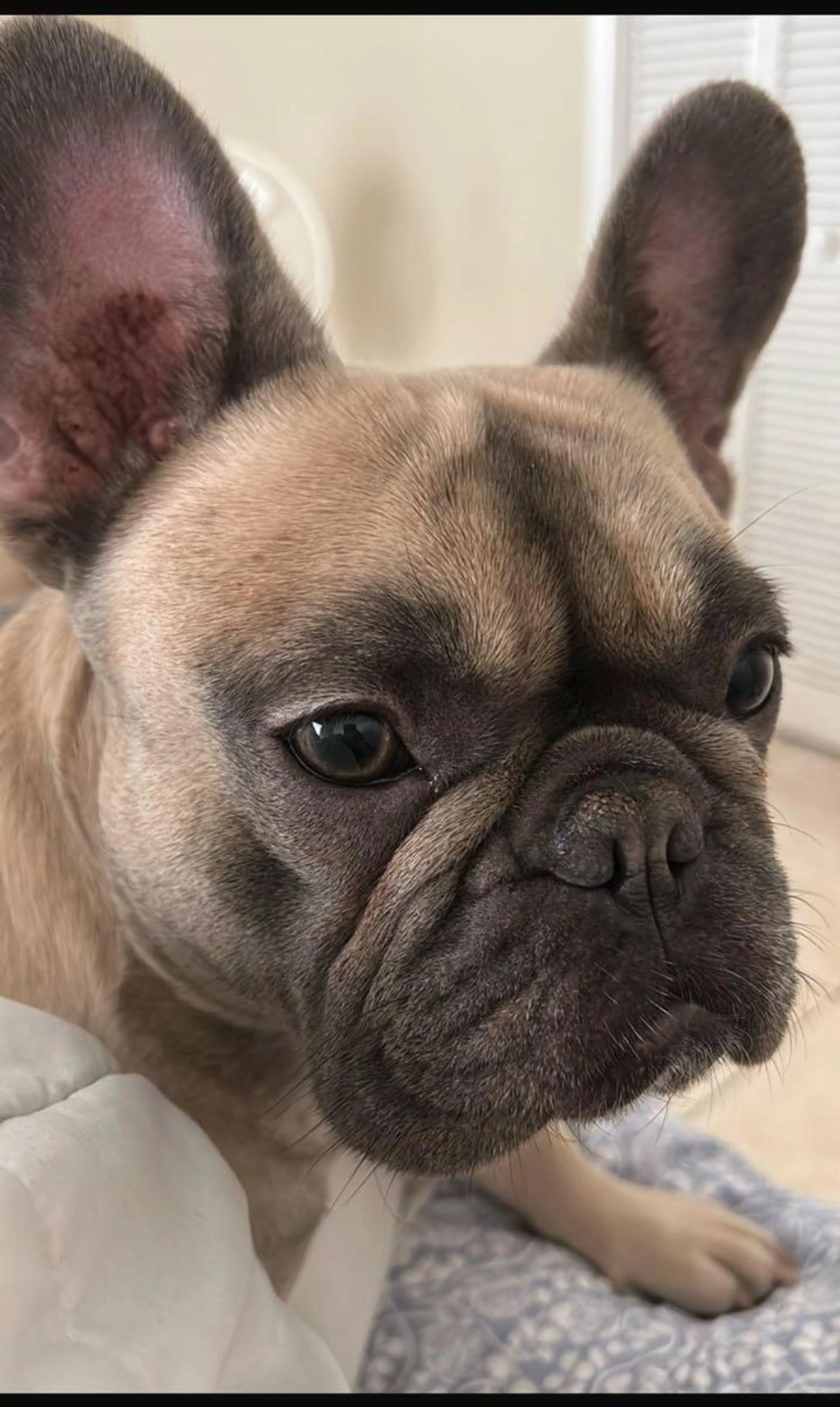 Lost pet