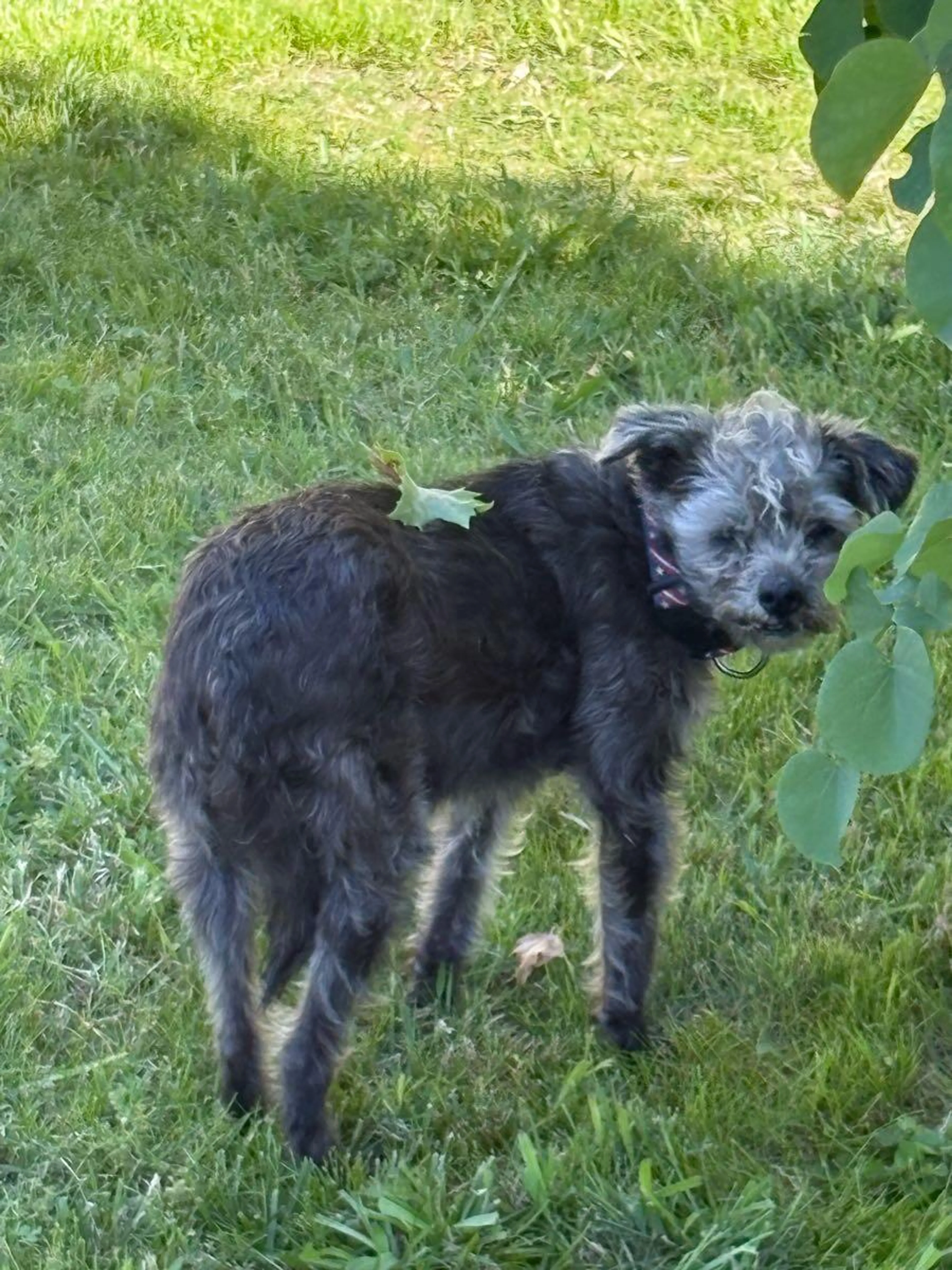 Found pet