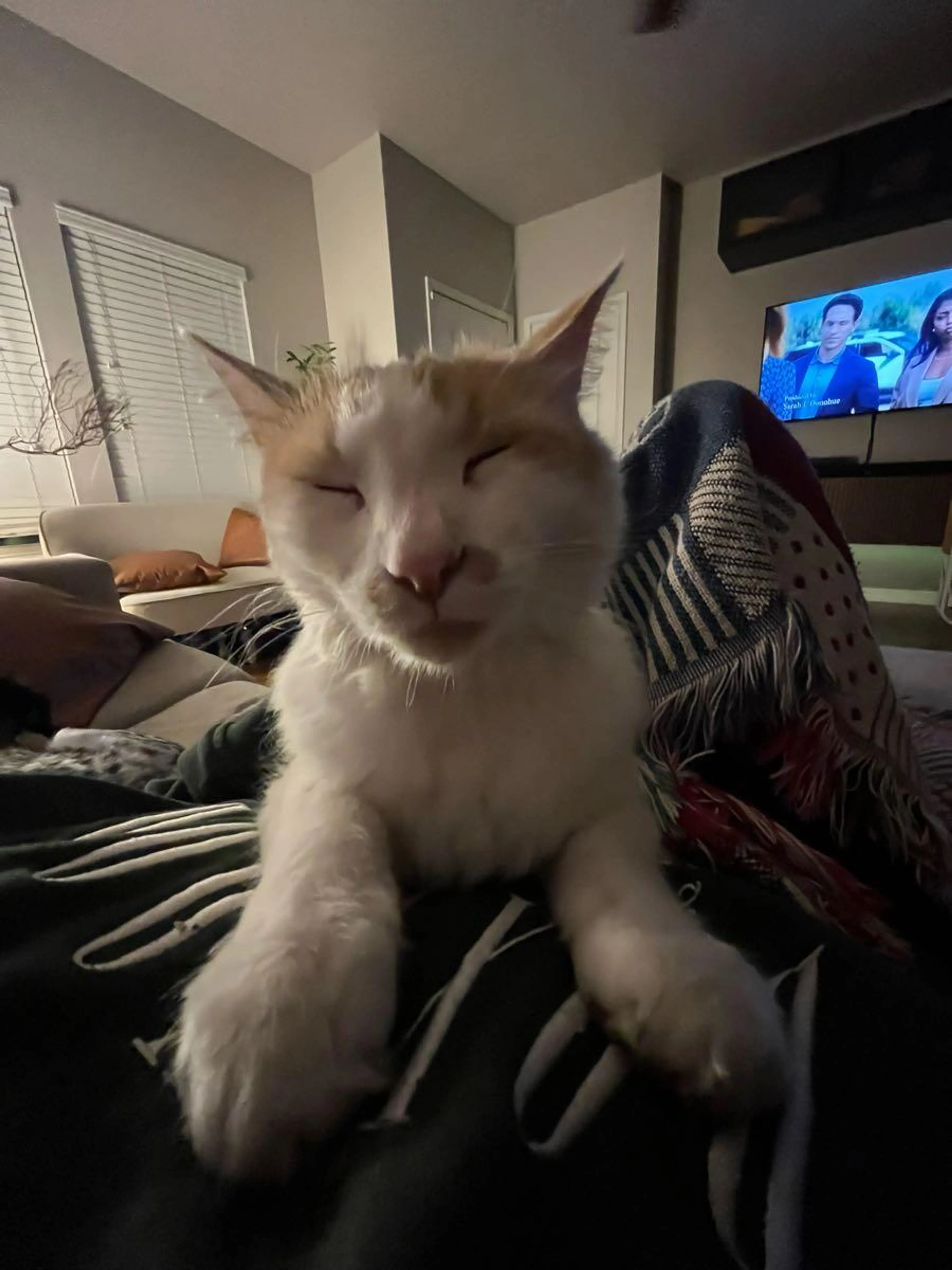 Lost pet