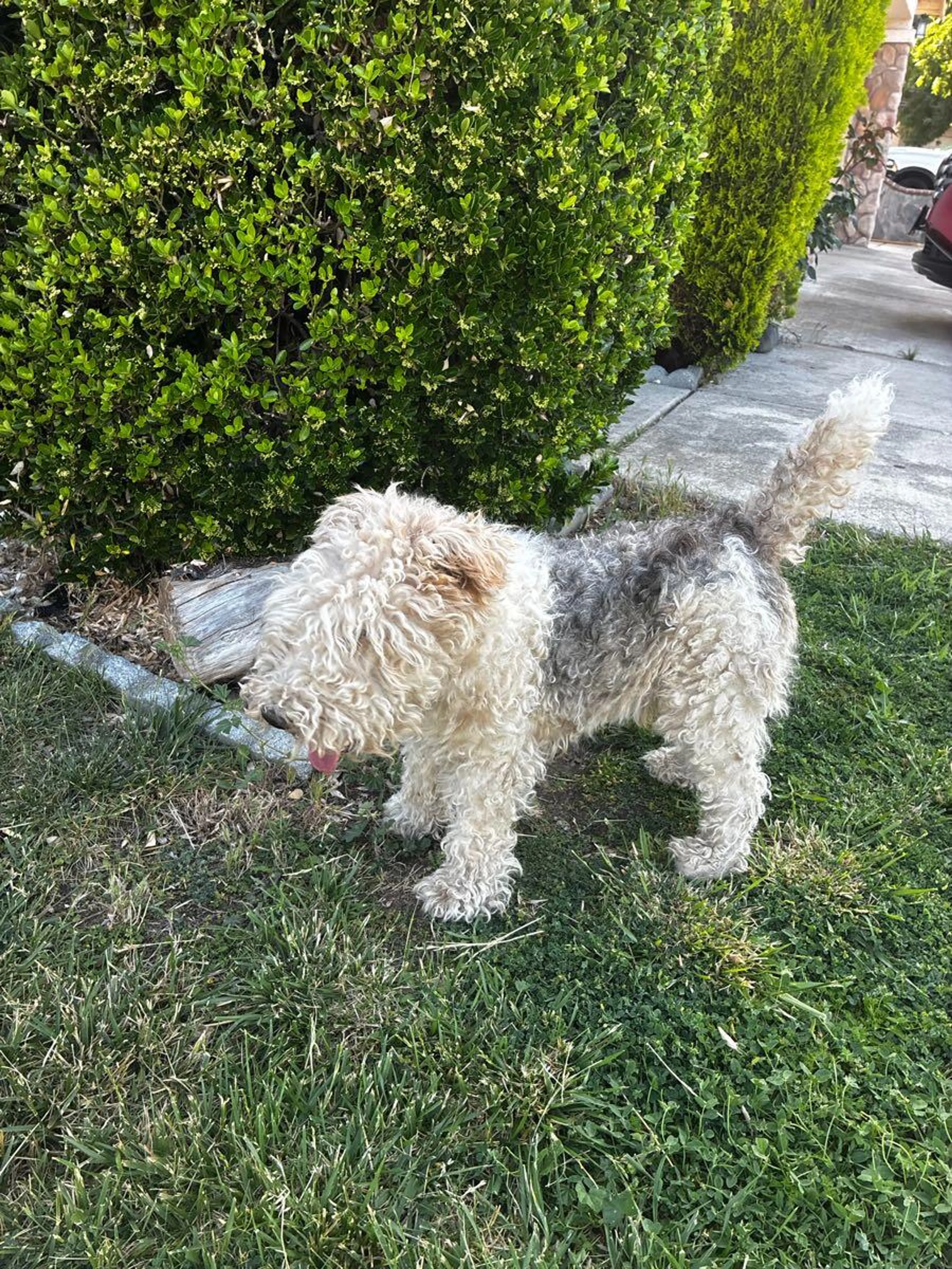 Found pet