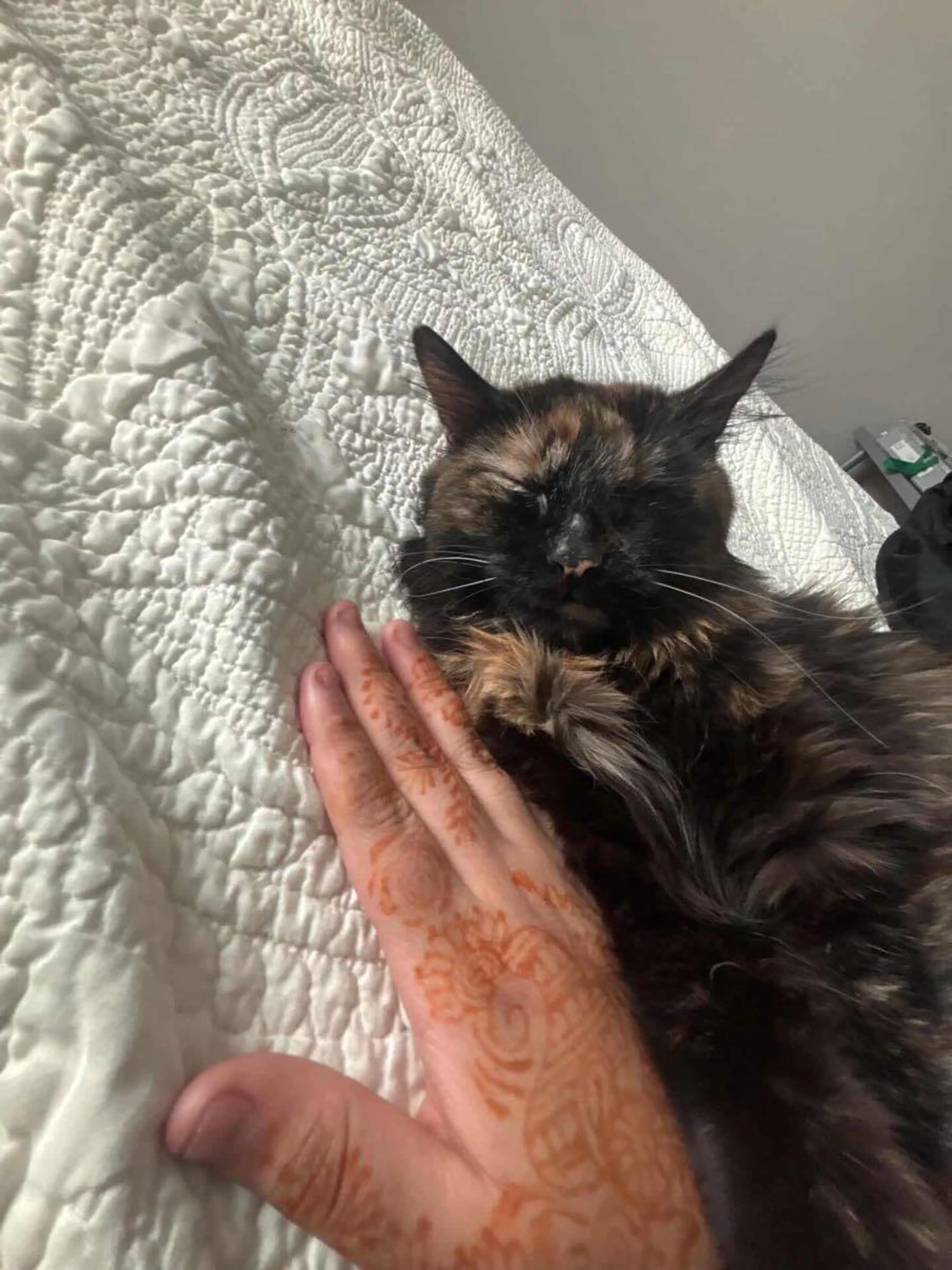 Lost pet