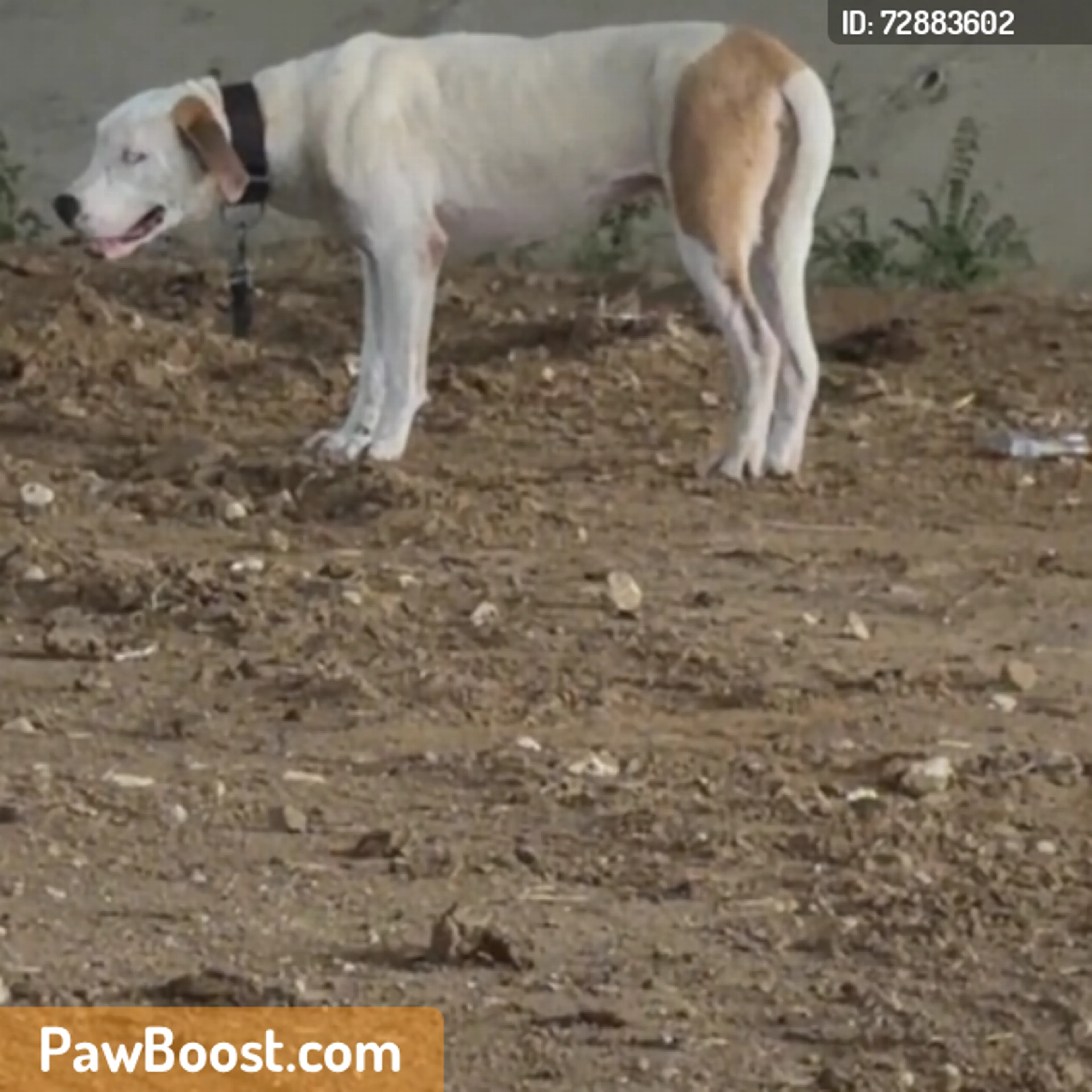 Found pet