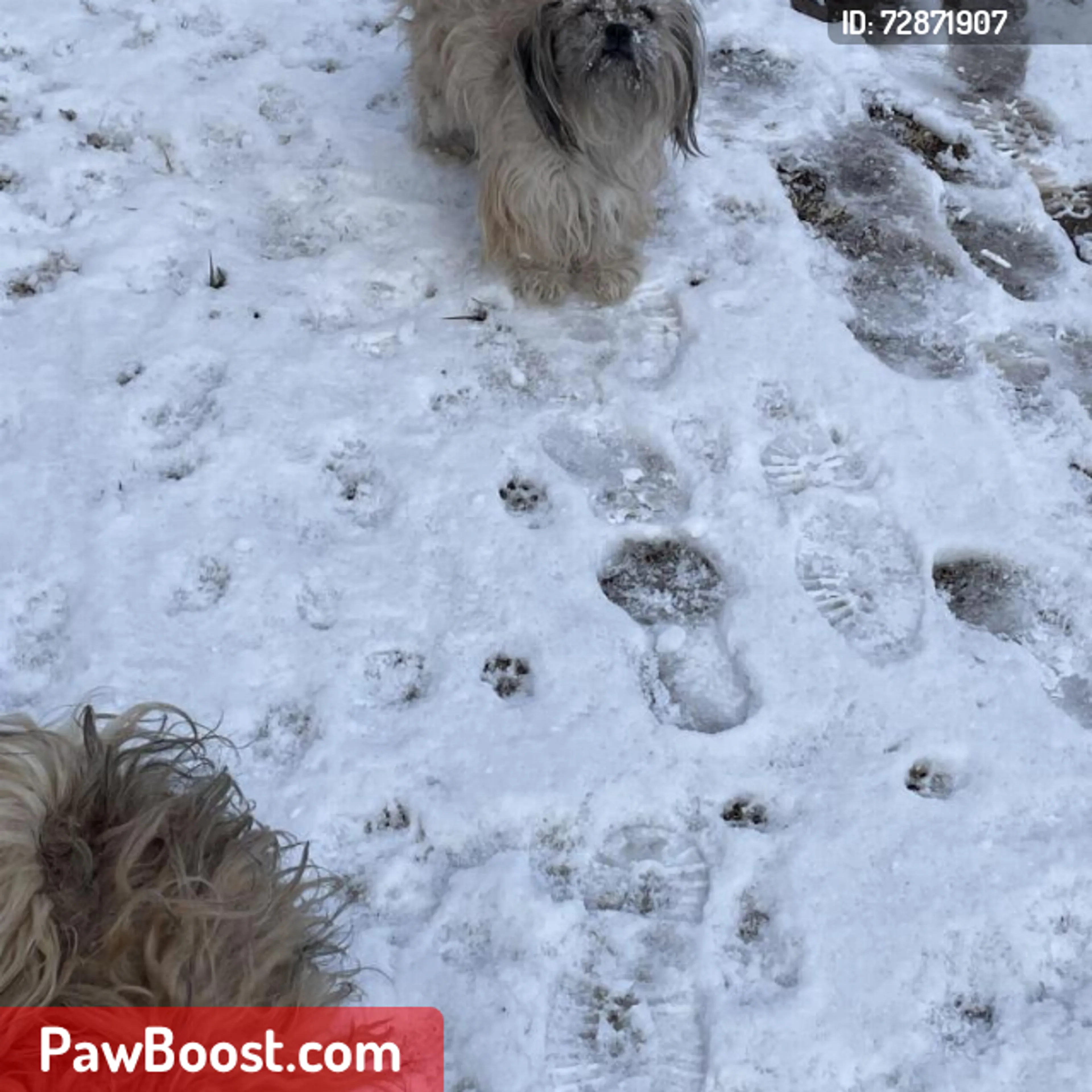 Lost pet