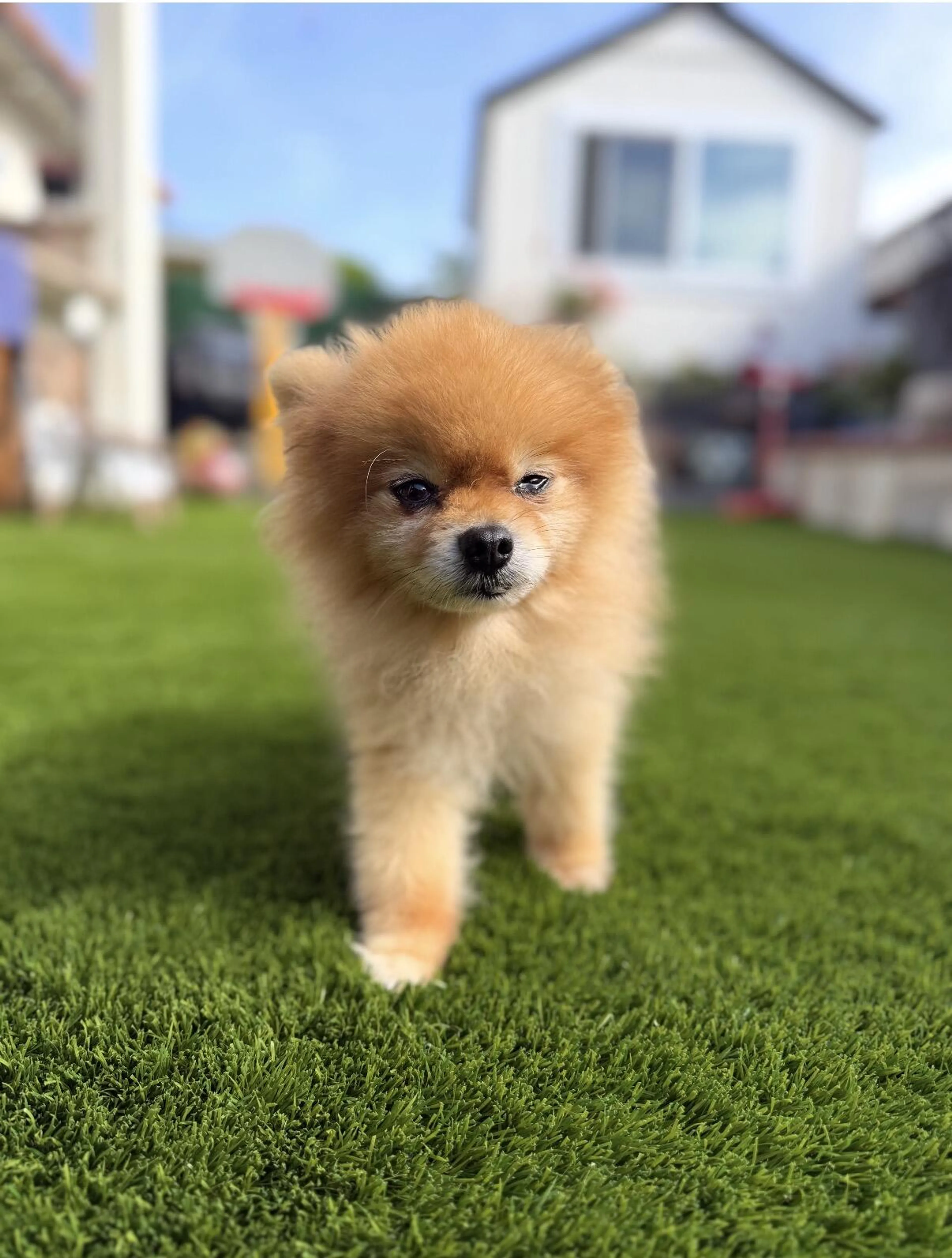 Lost pet