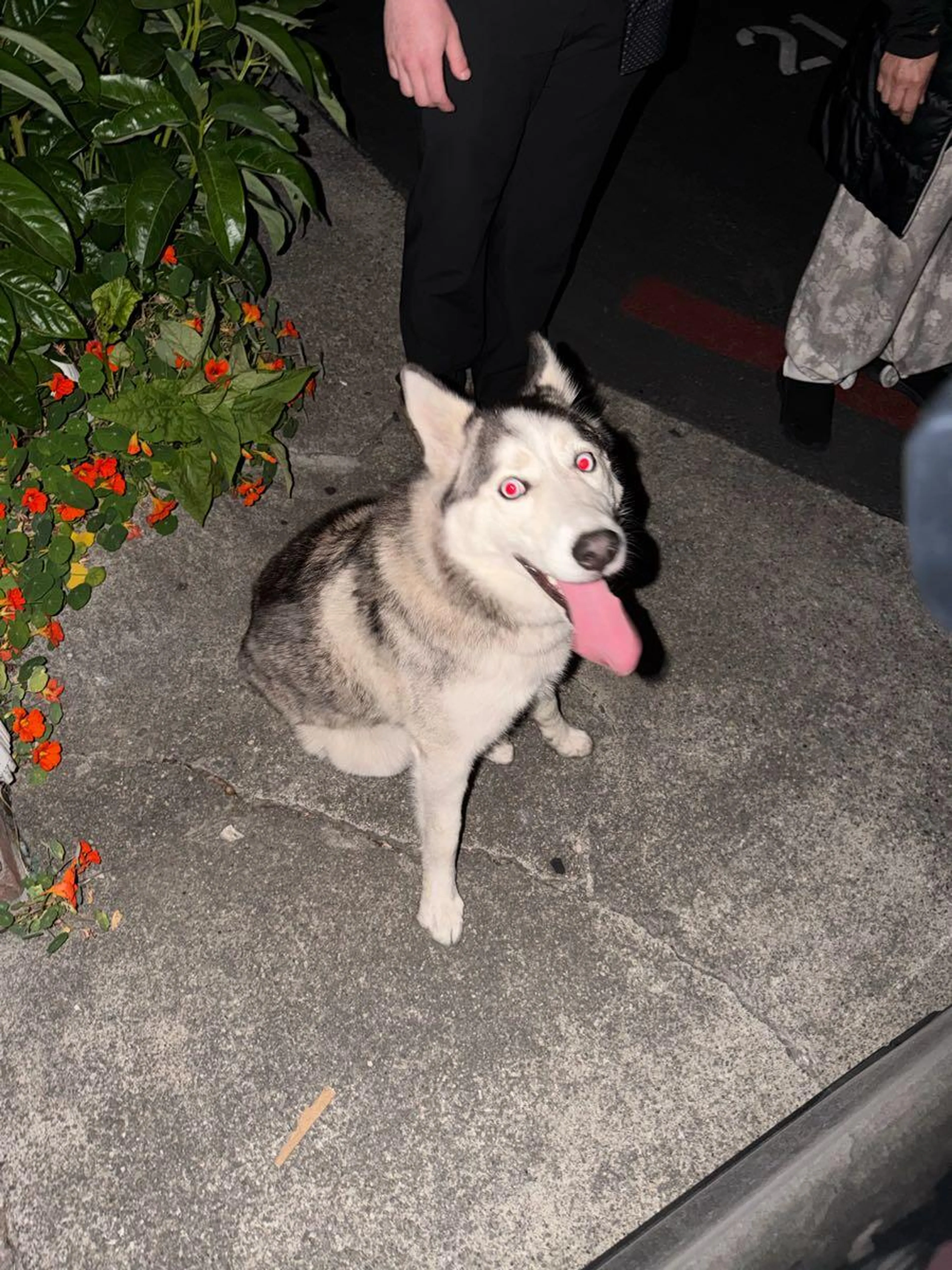 Found pet