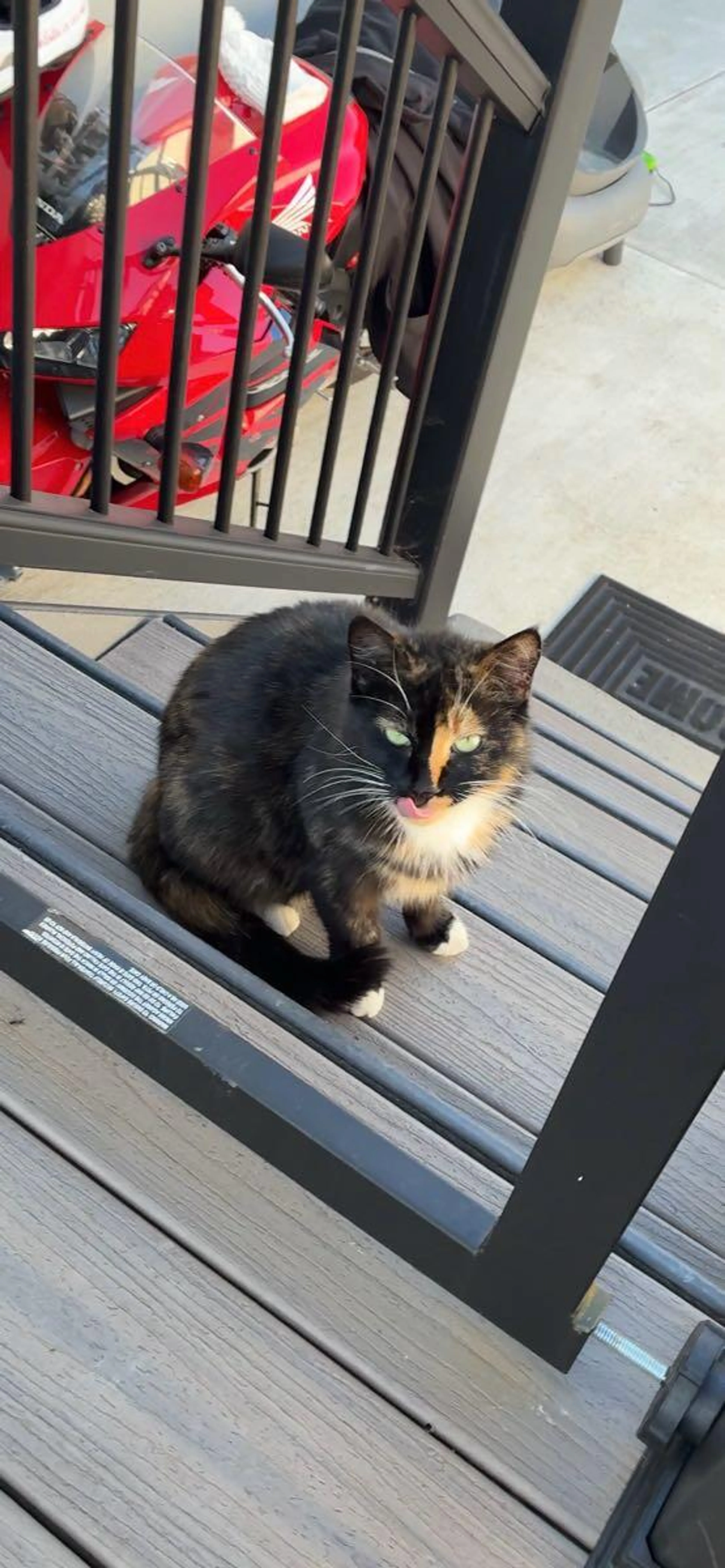 Found pet