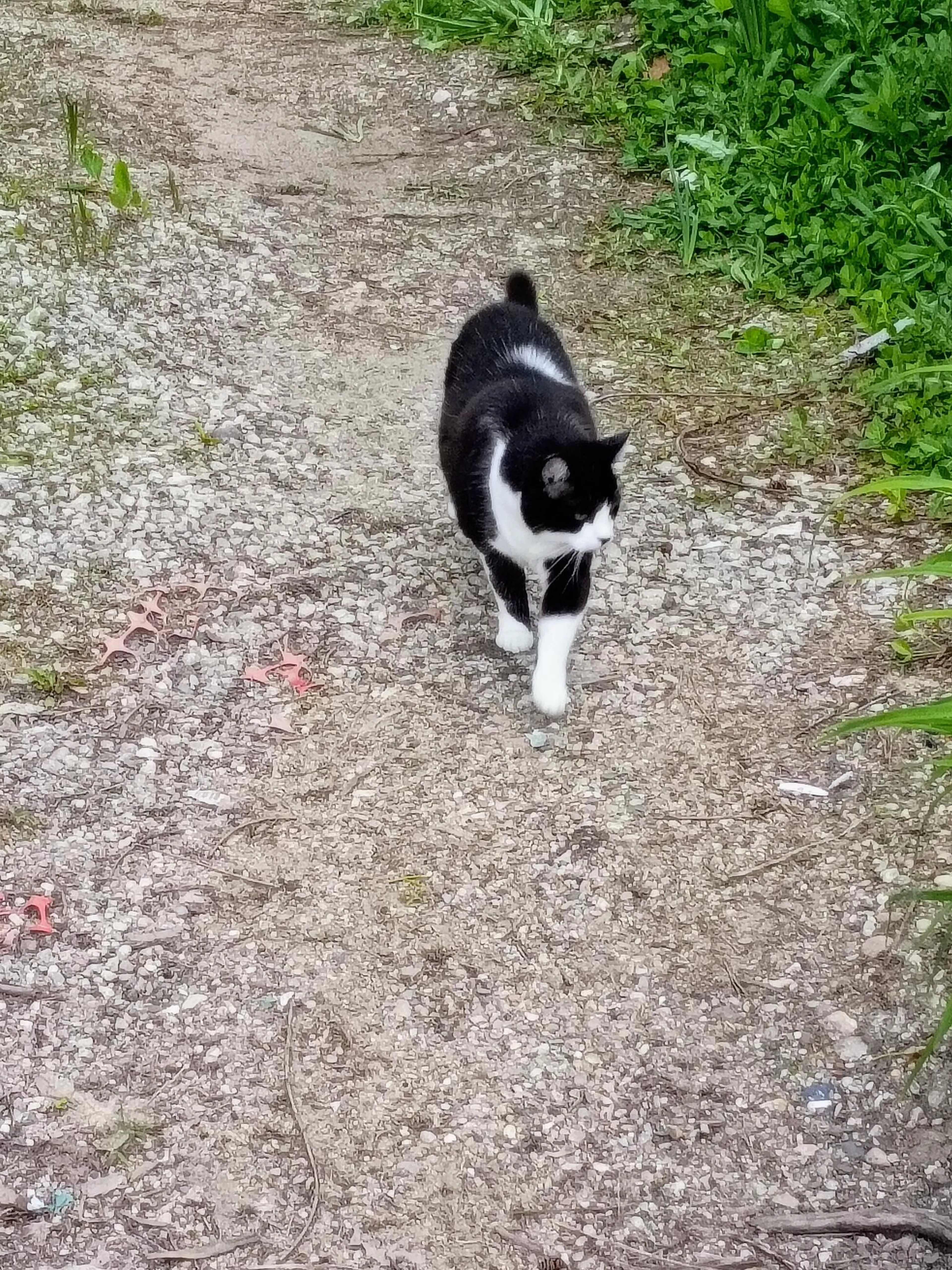 Found pet