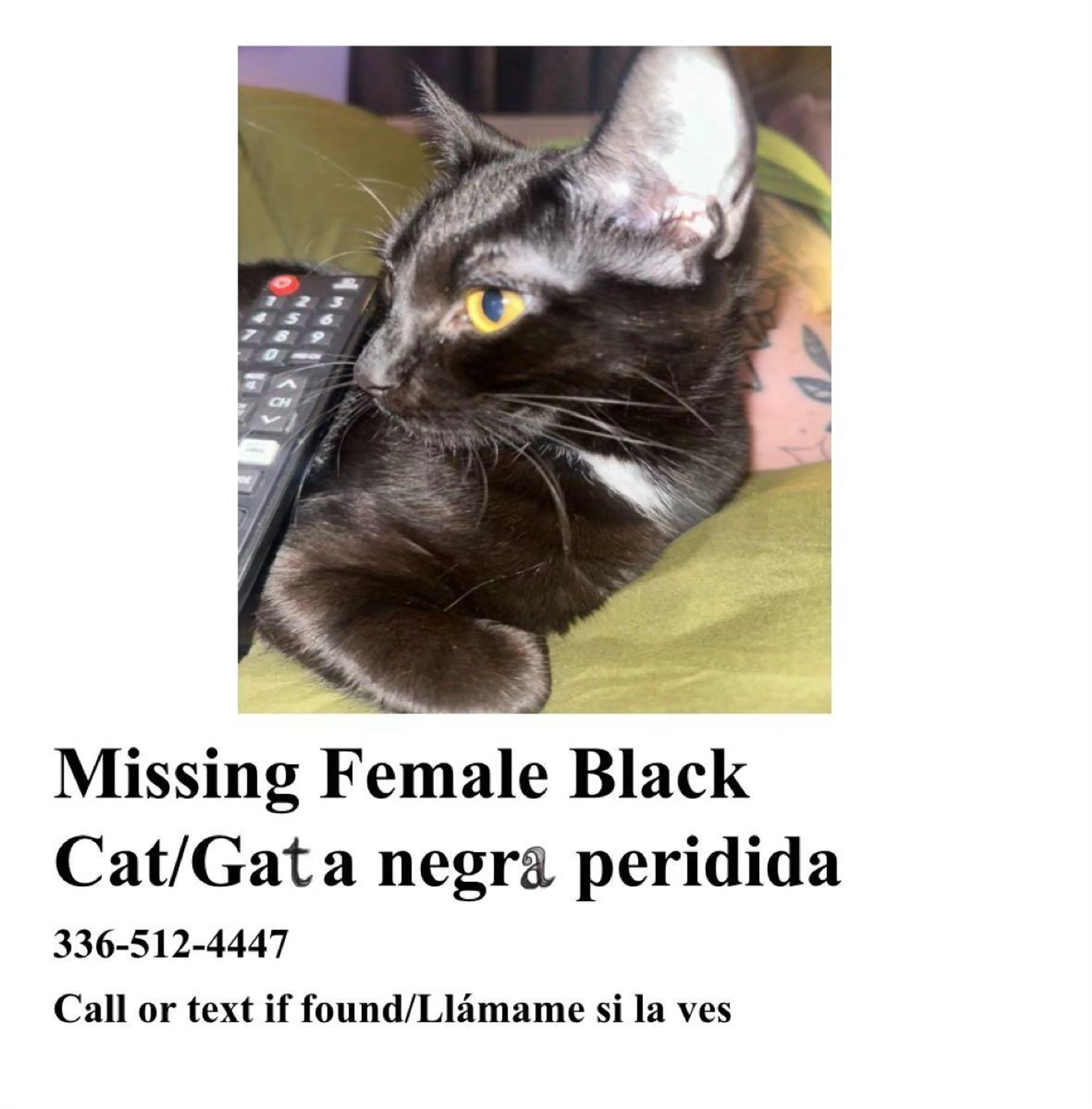 Lost pet