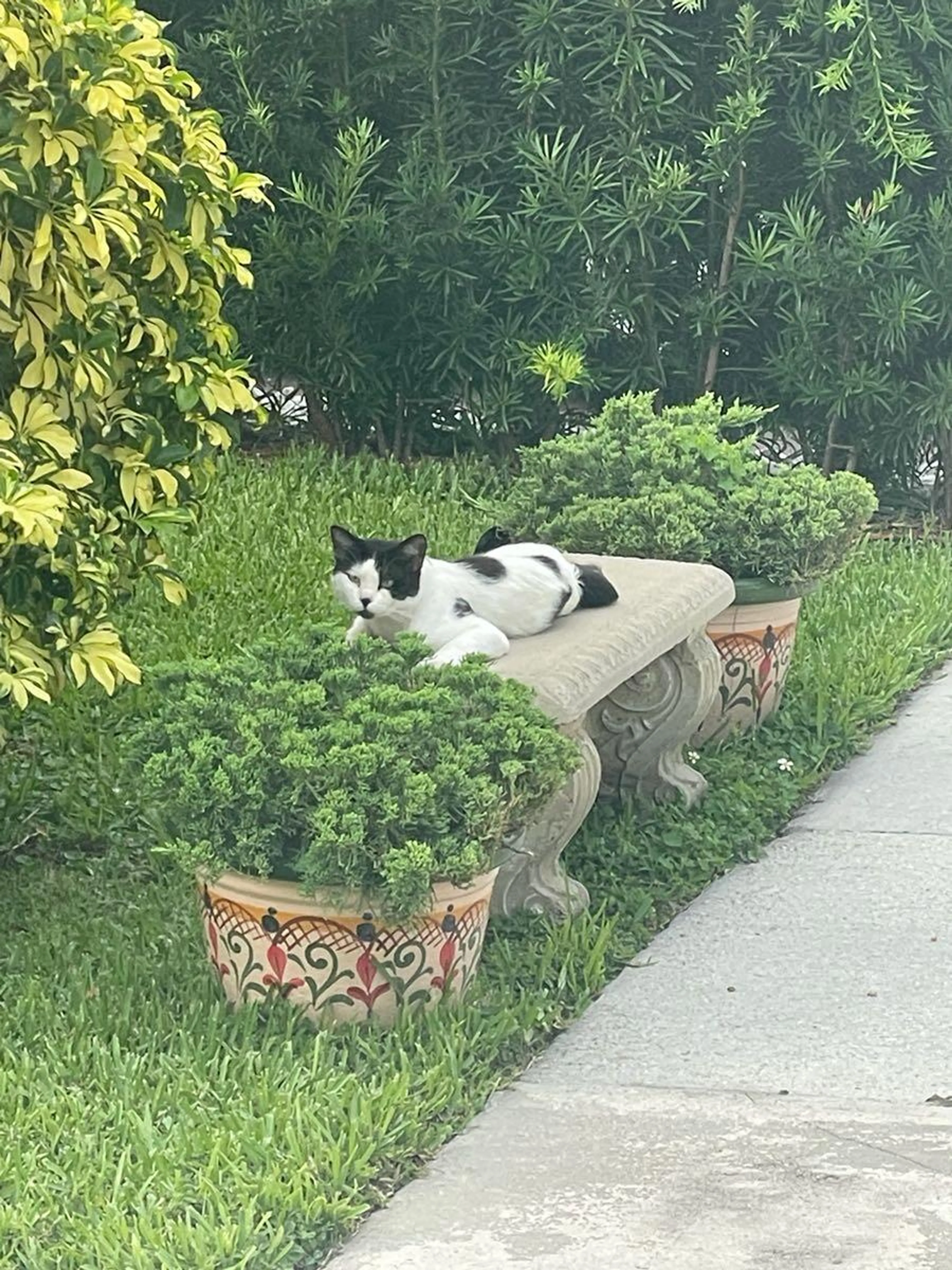 Found pet