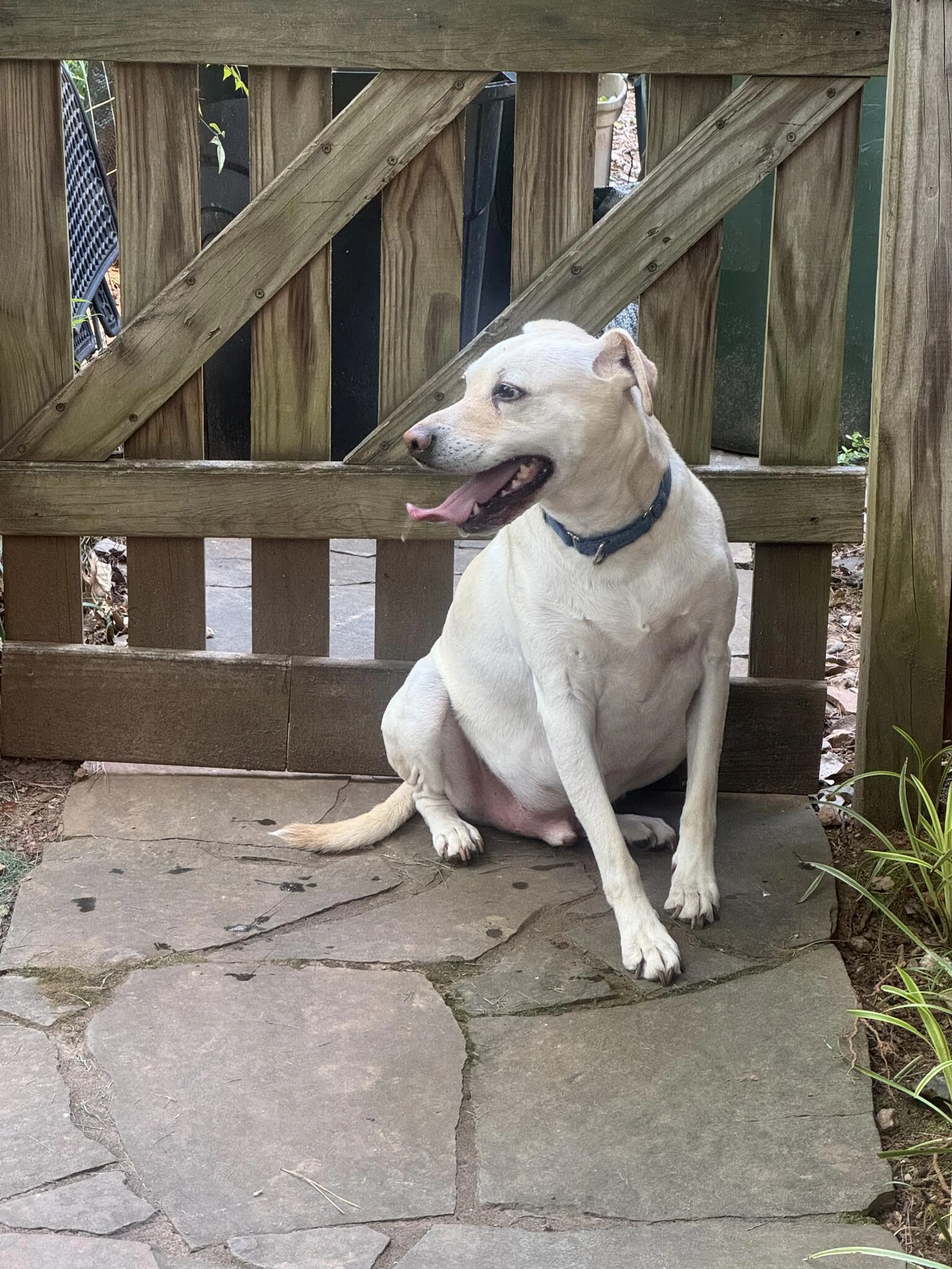 Found pet