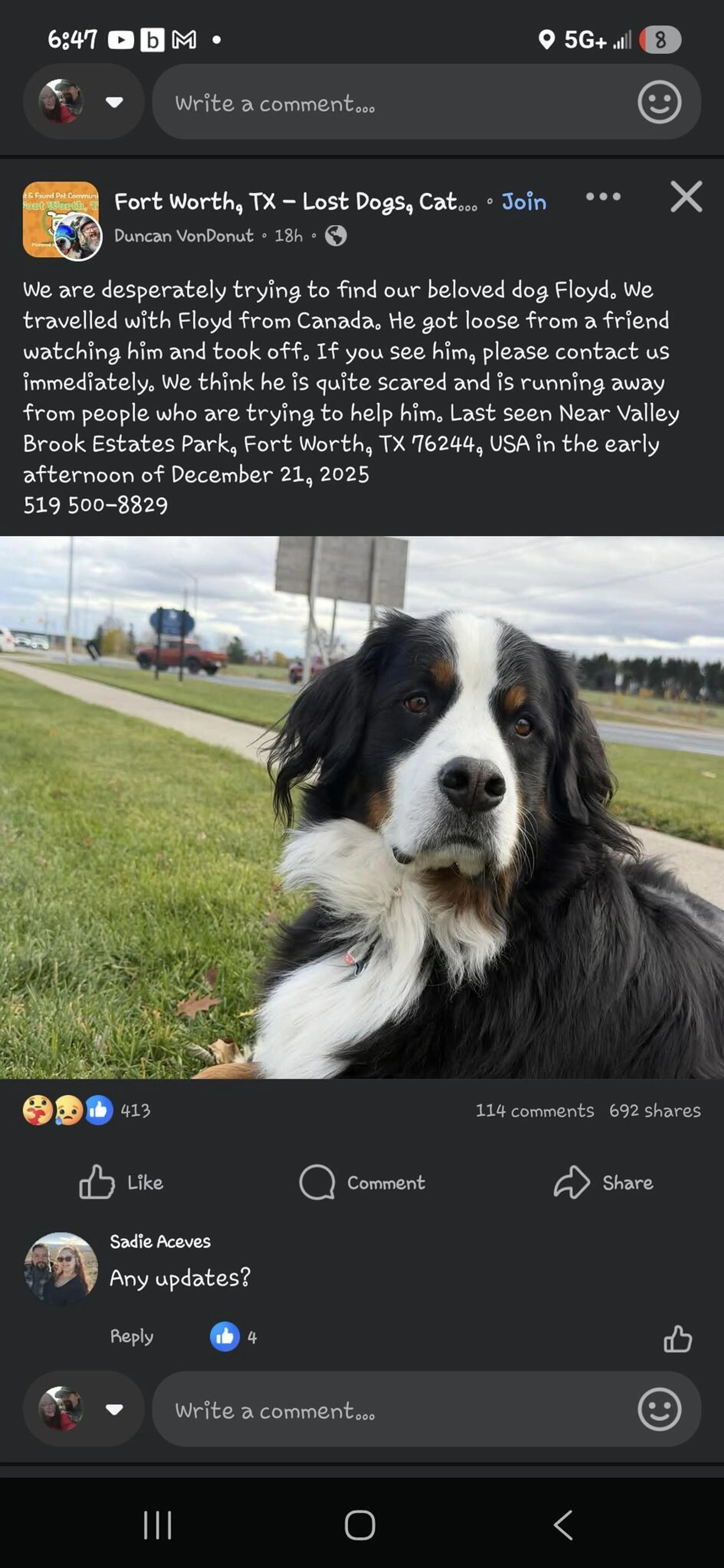 Lost pet