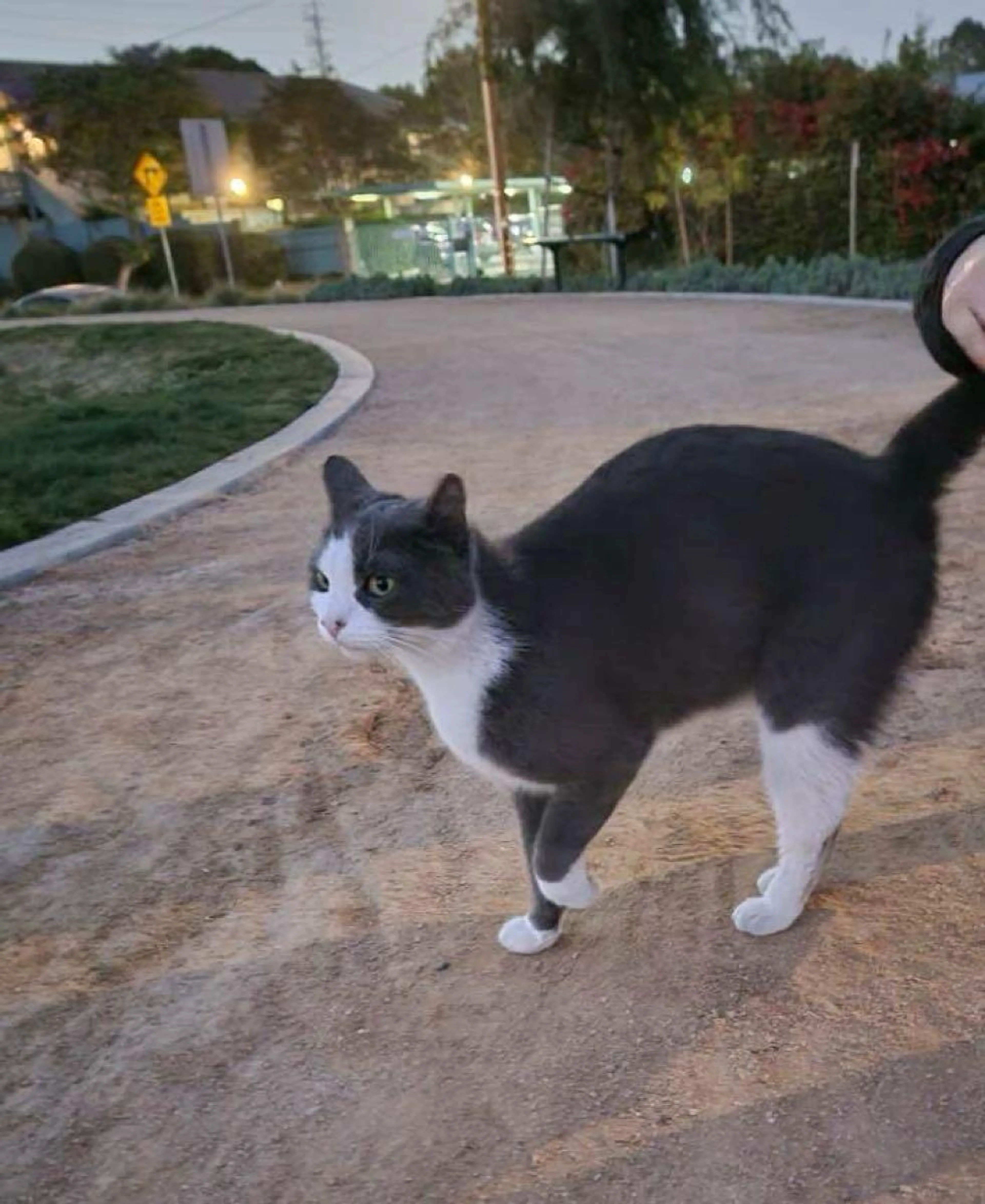 Found pet