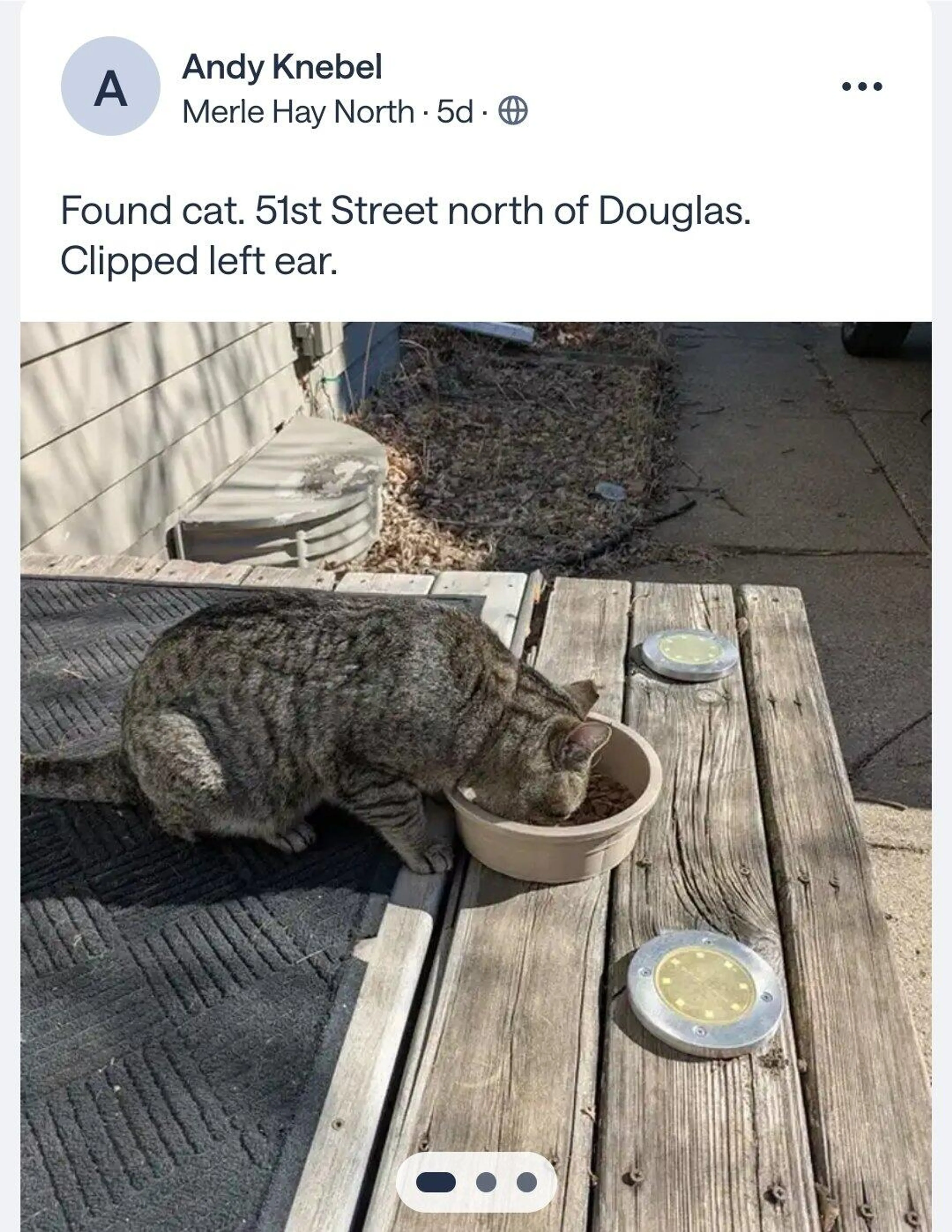 Found pet