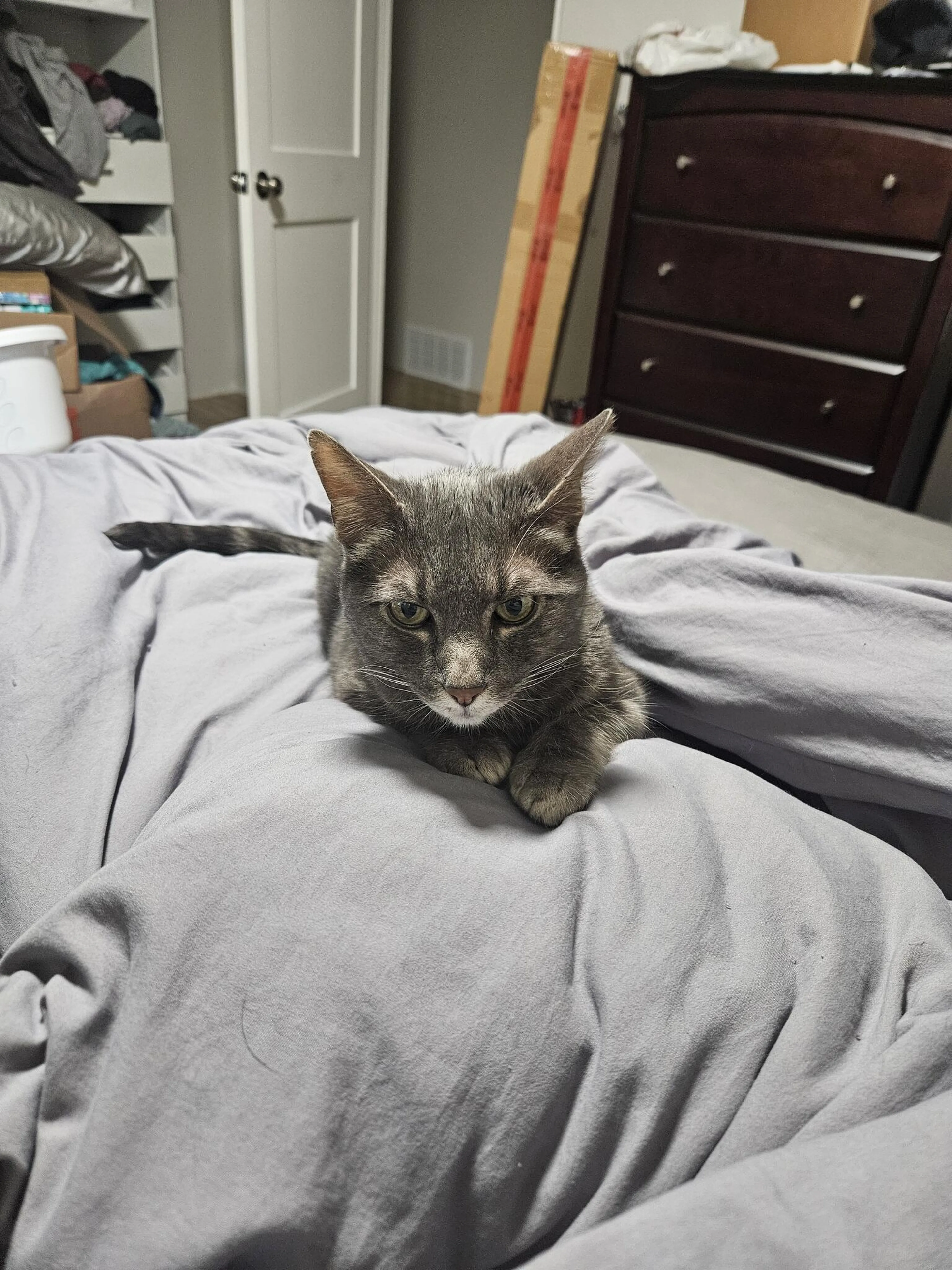 Lost pet