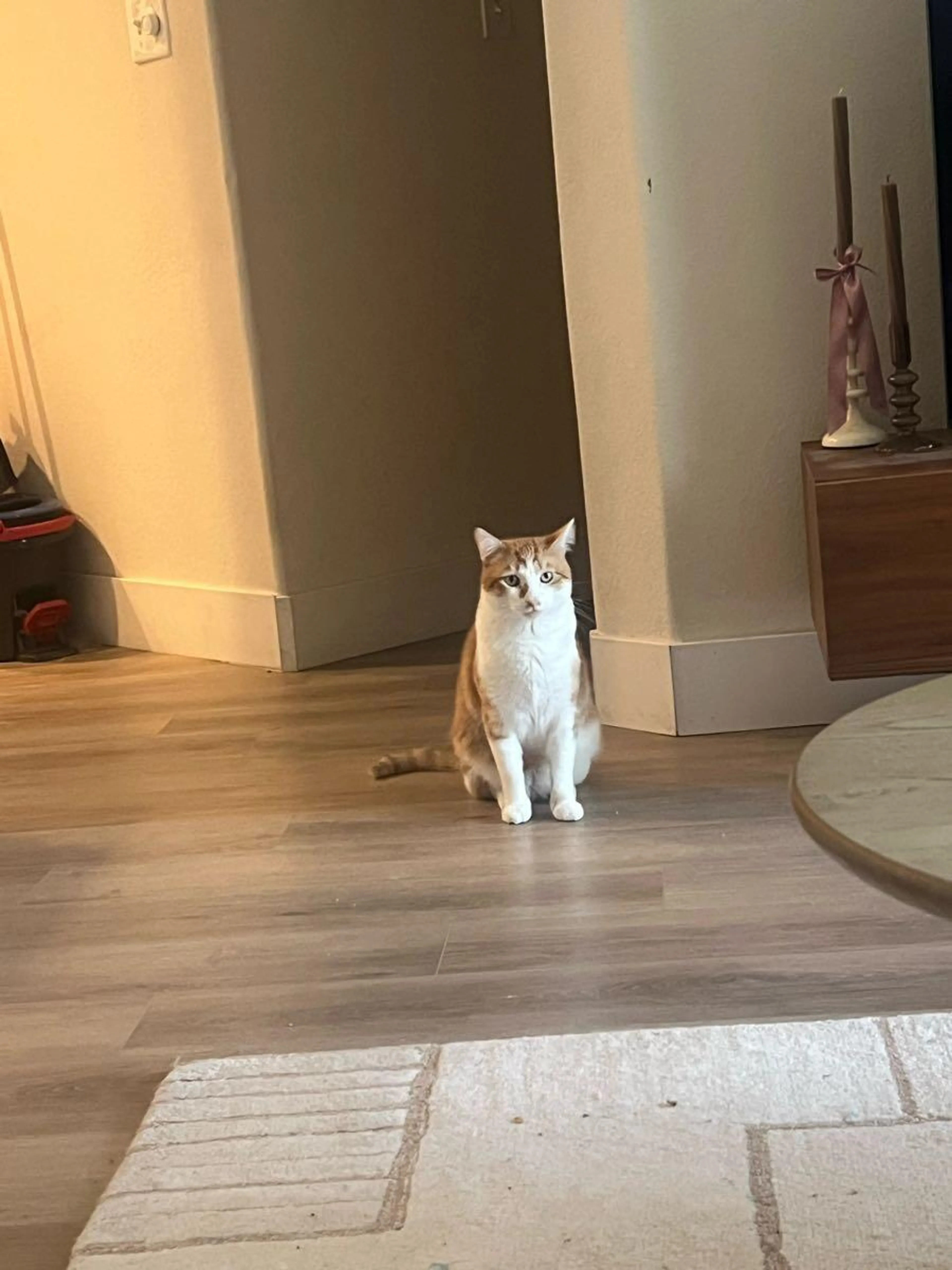 Lost pet