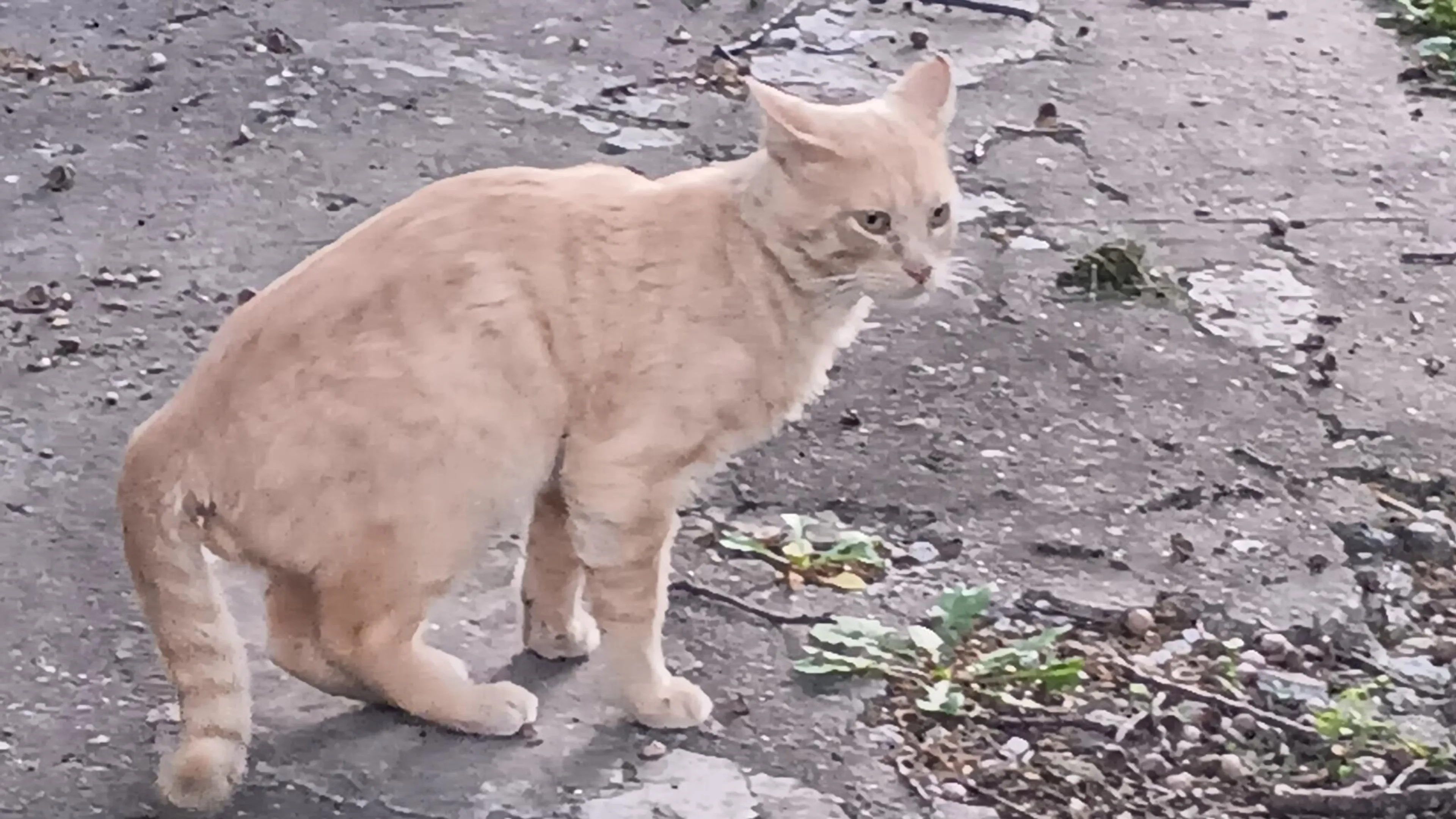 Found pet