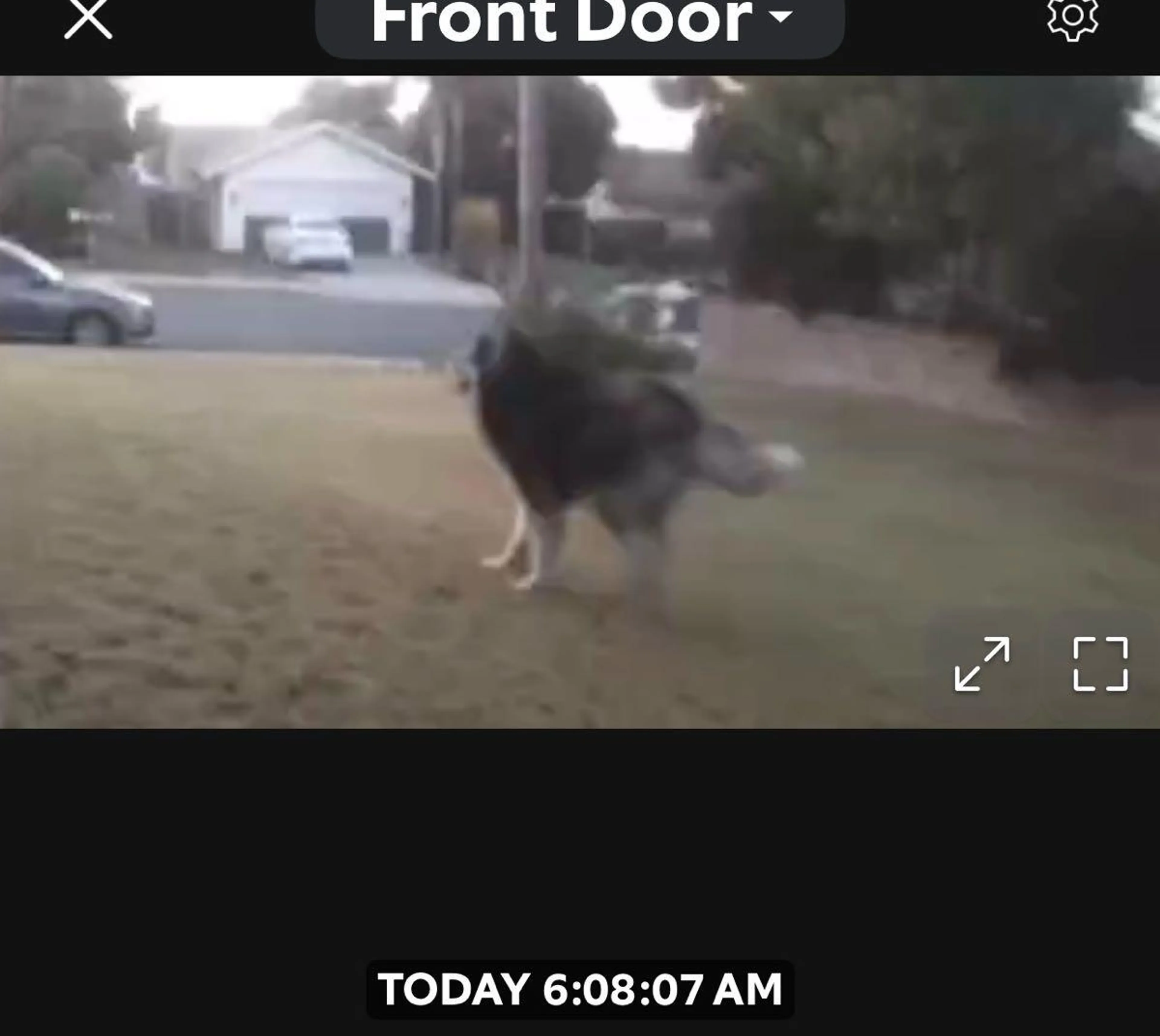 Lost pet