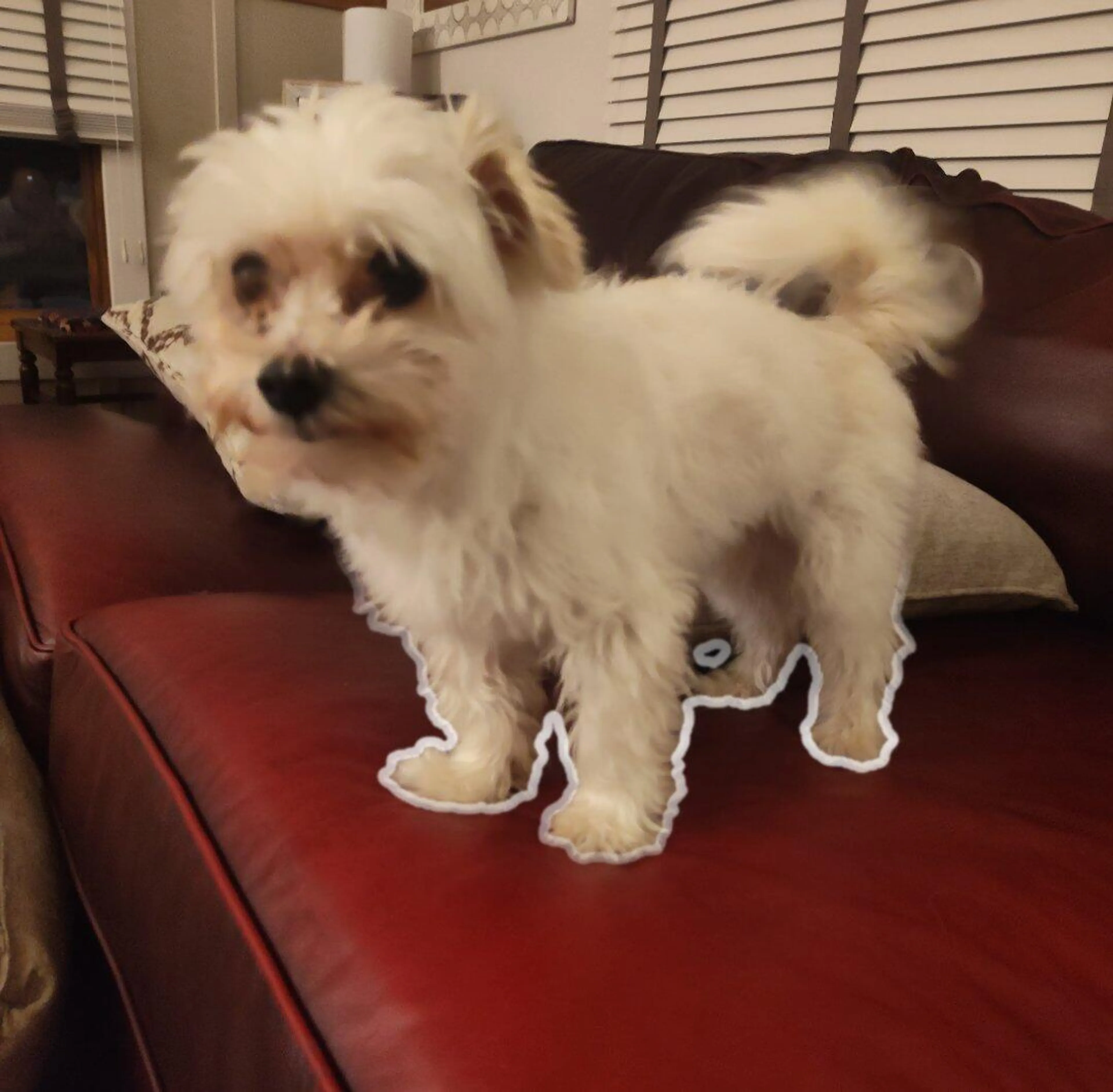 Lost pet