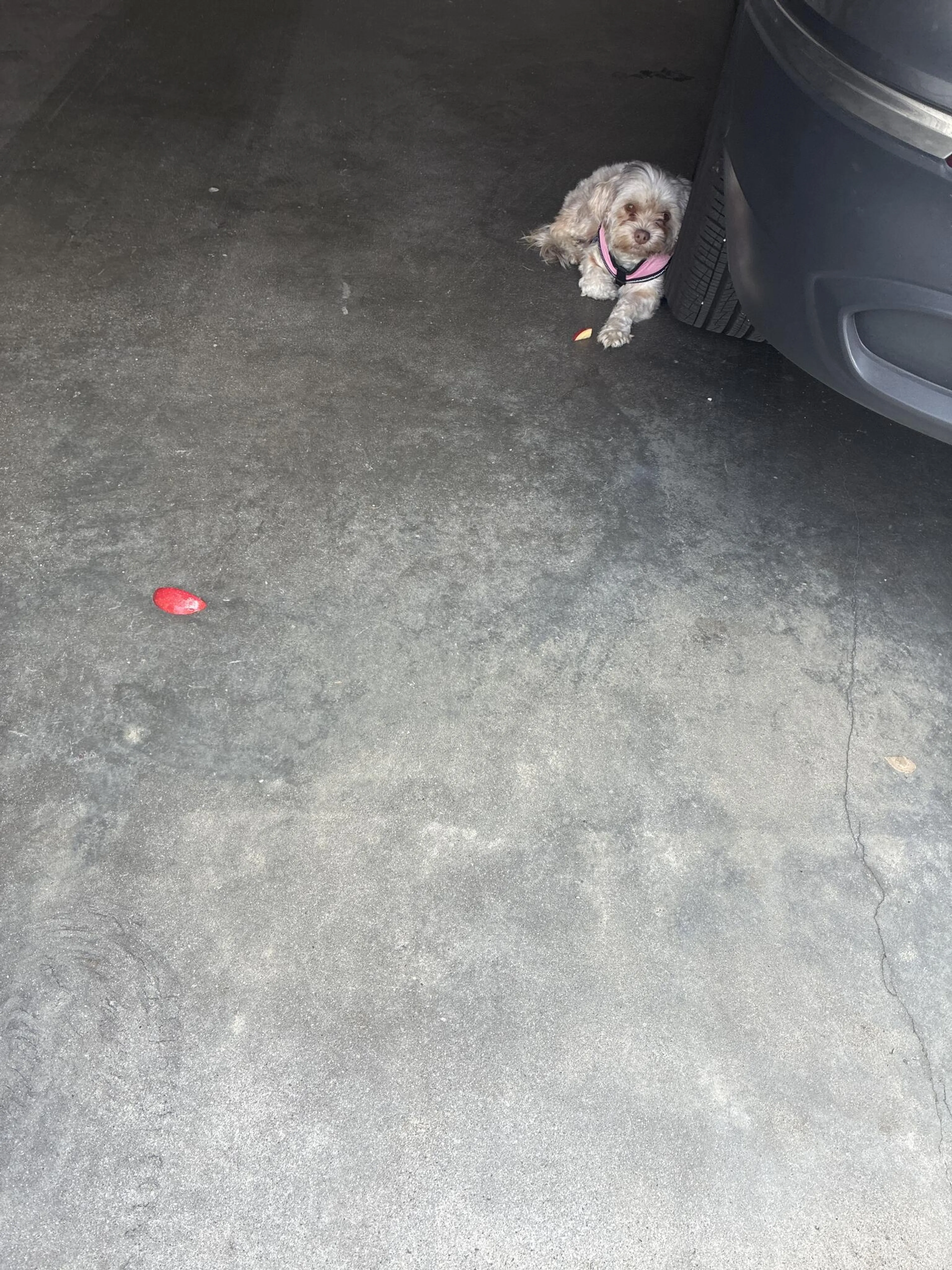 Found pet