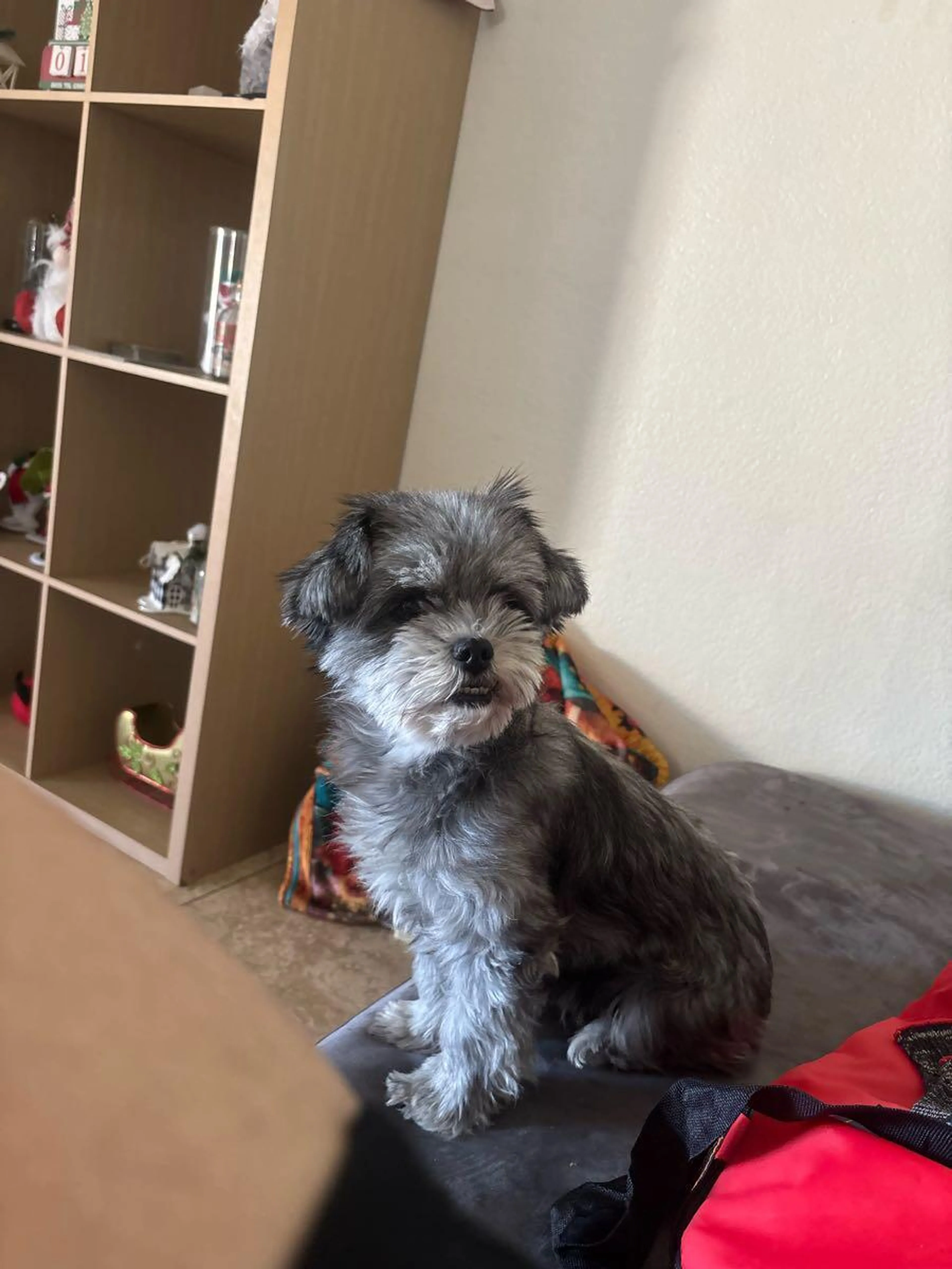 Lost pet