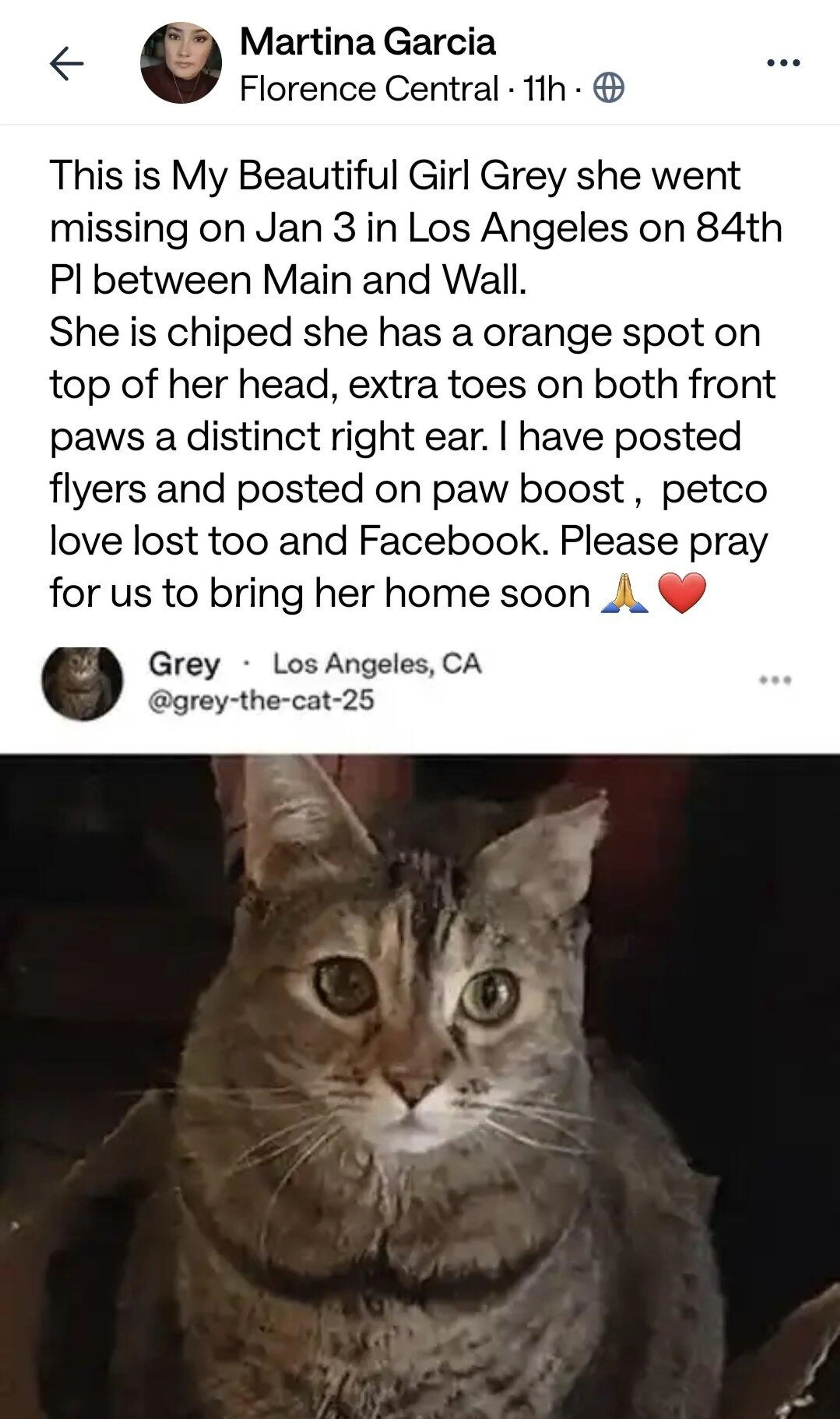 Lost pet