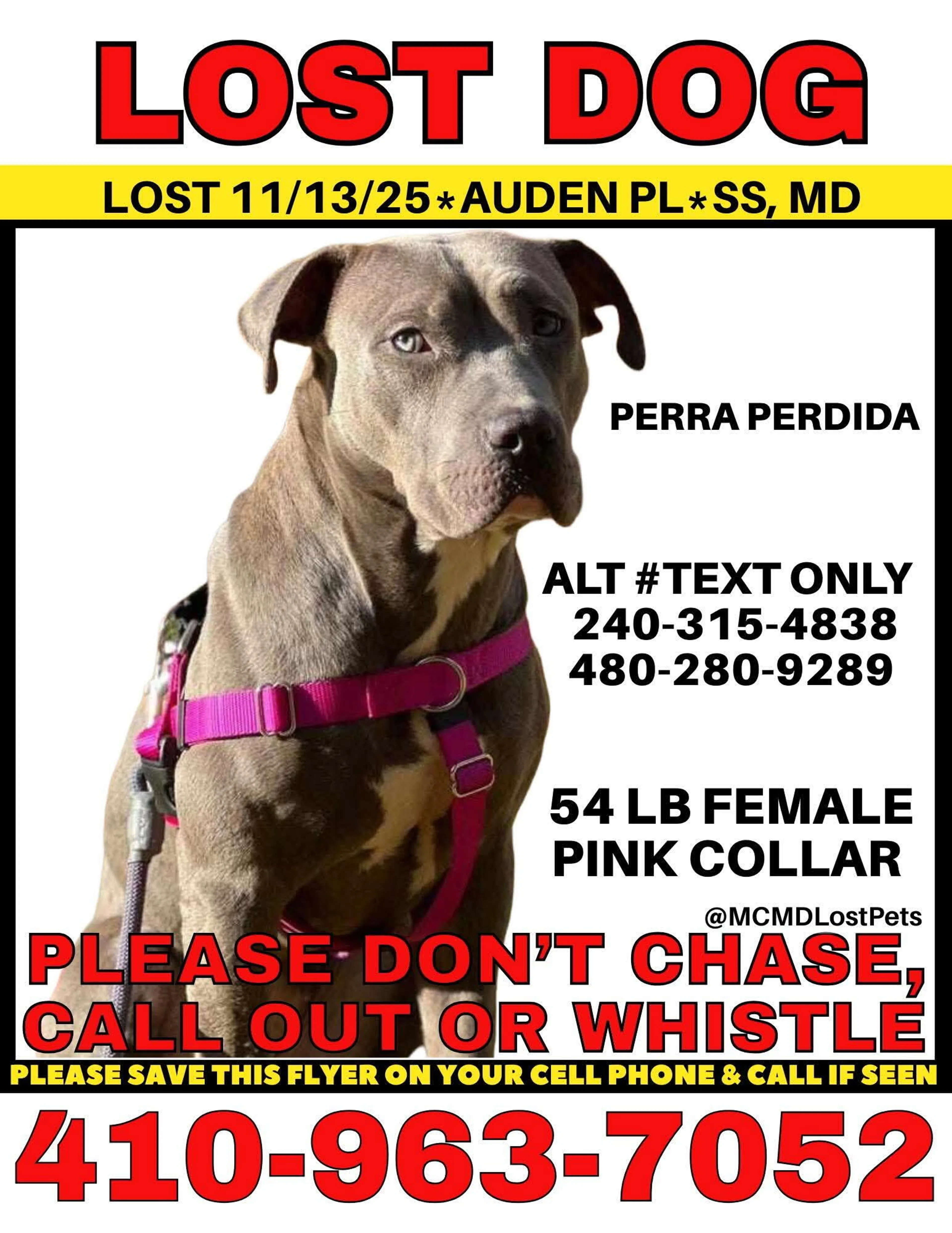 Lost pet