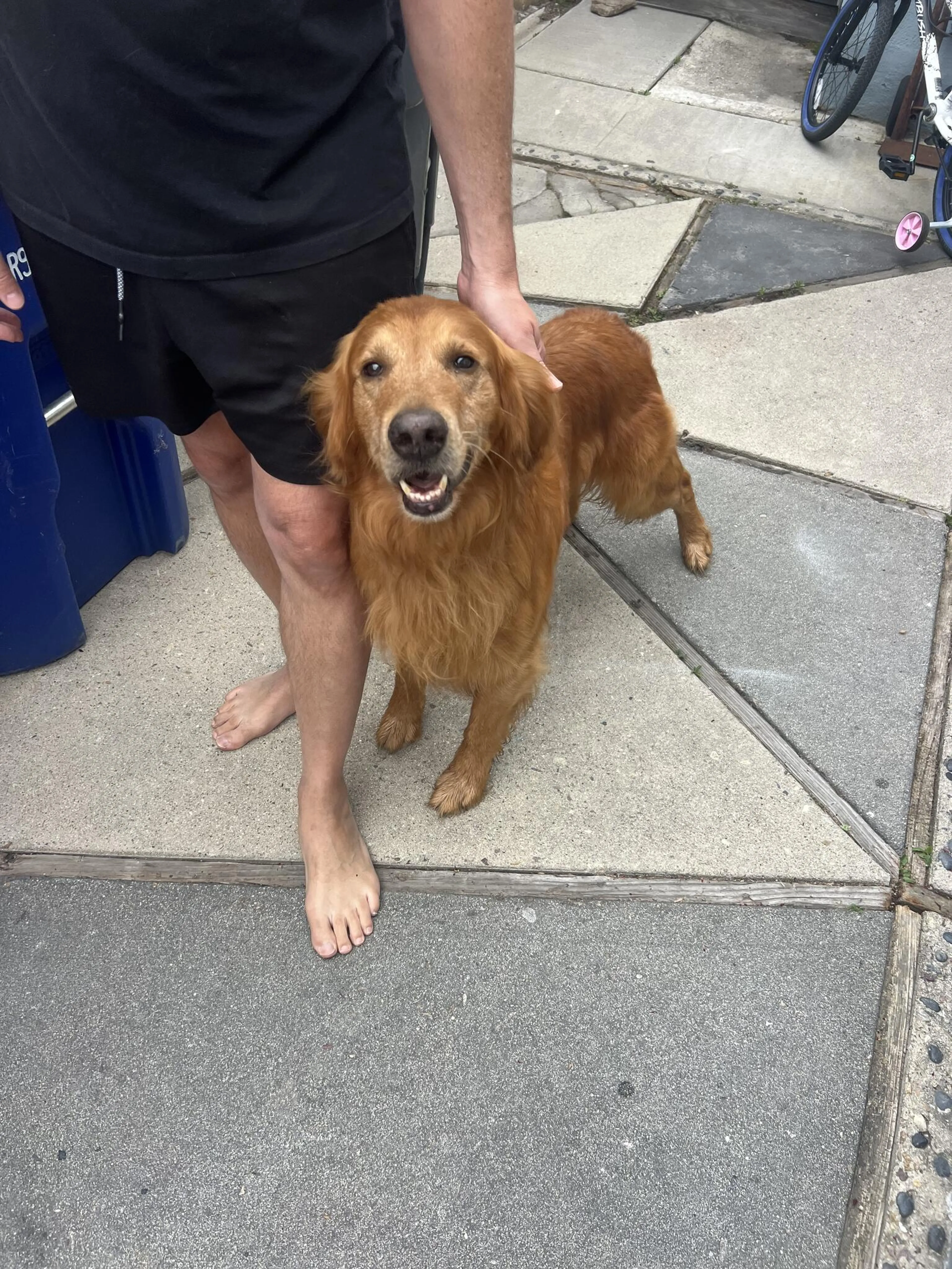 Found pet