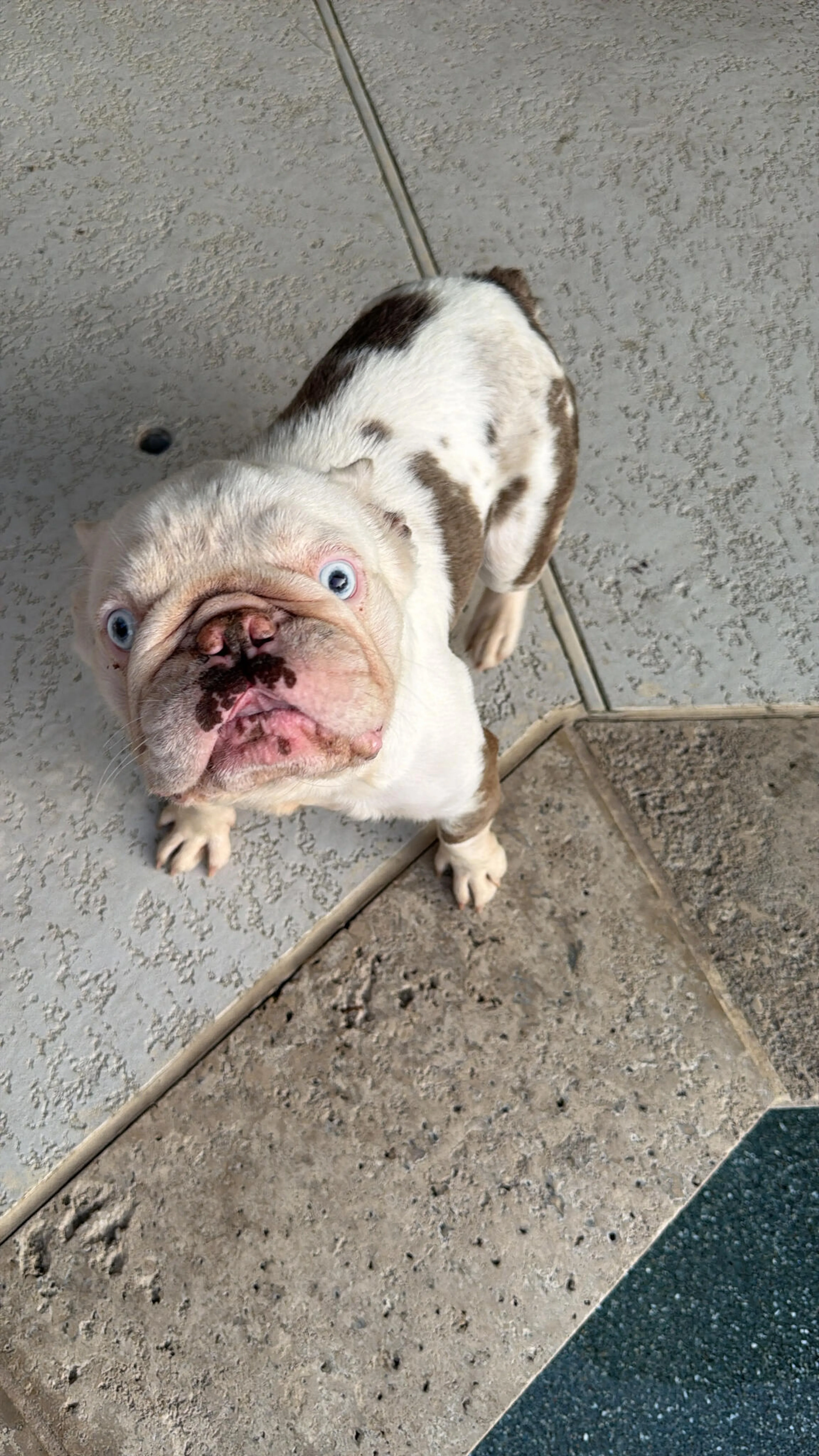 Lost pet