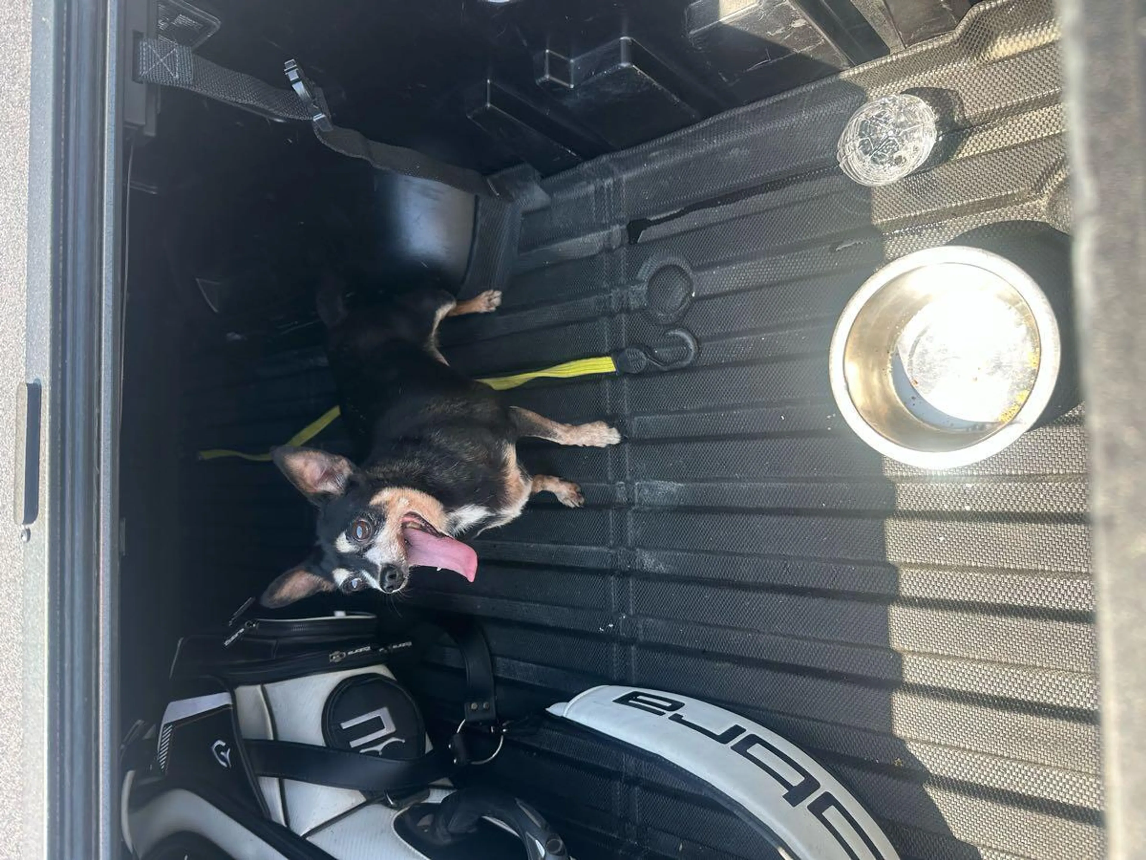 Found pet