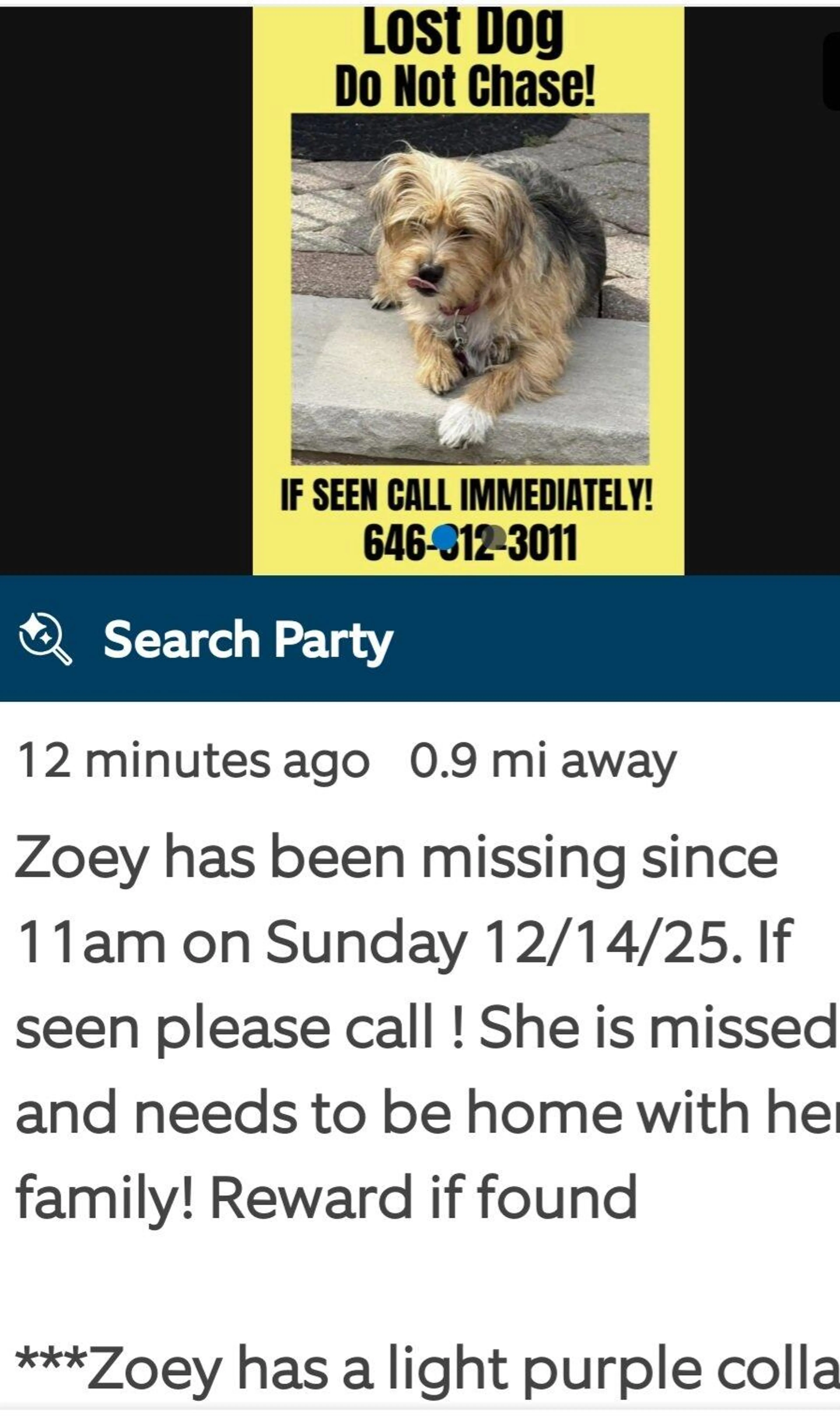 Lost pet