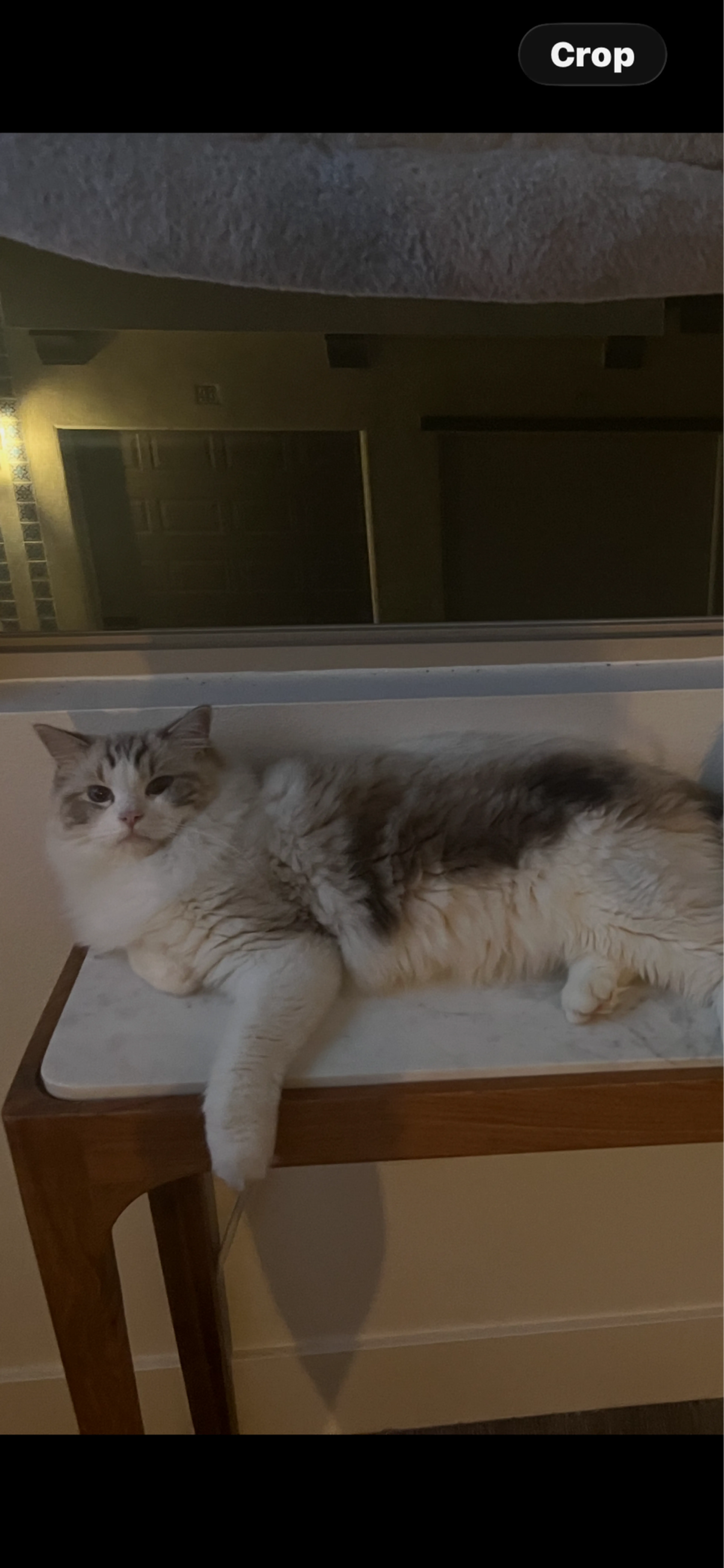 Lost pet