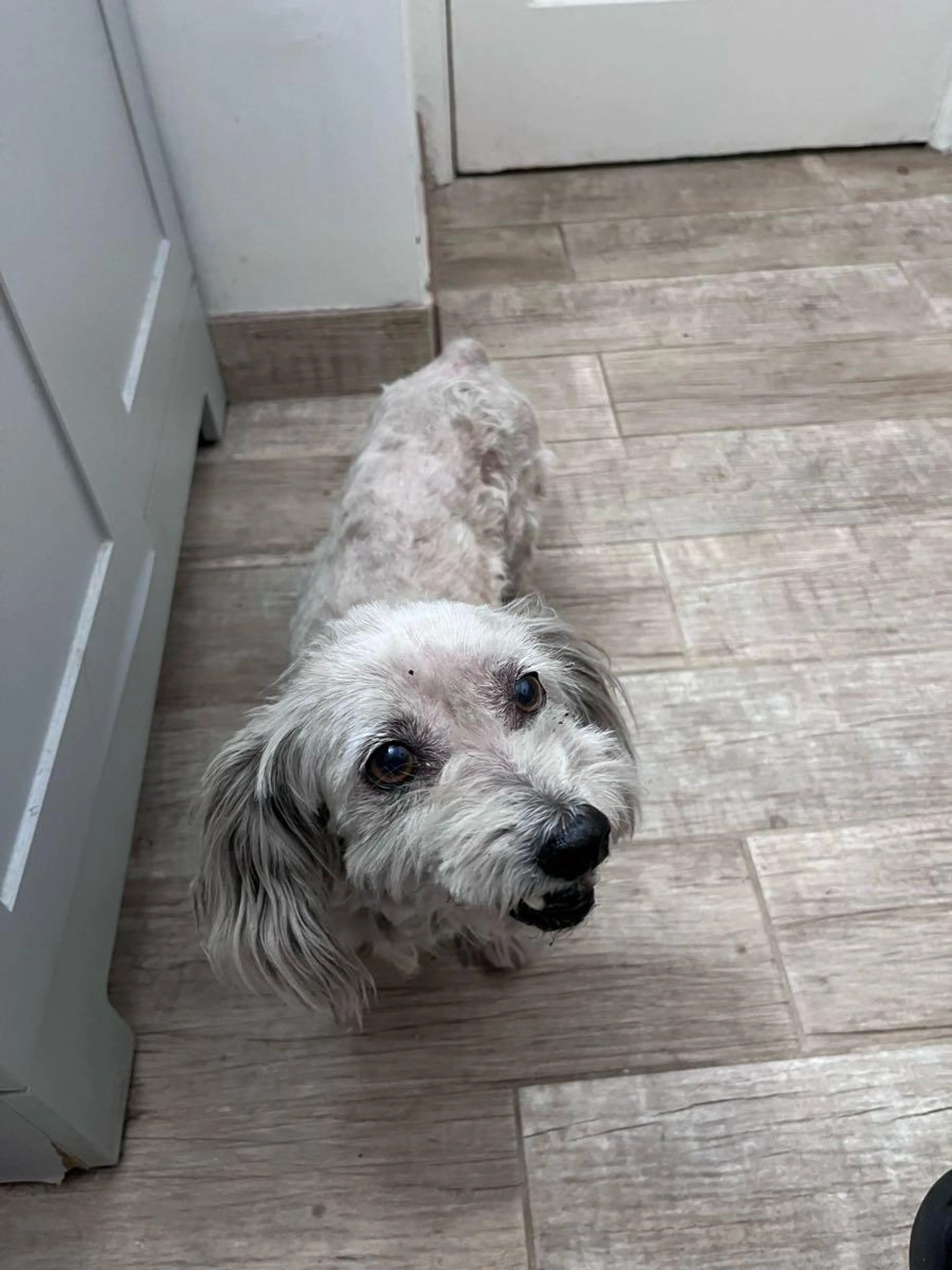 Found pet