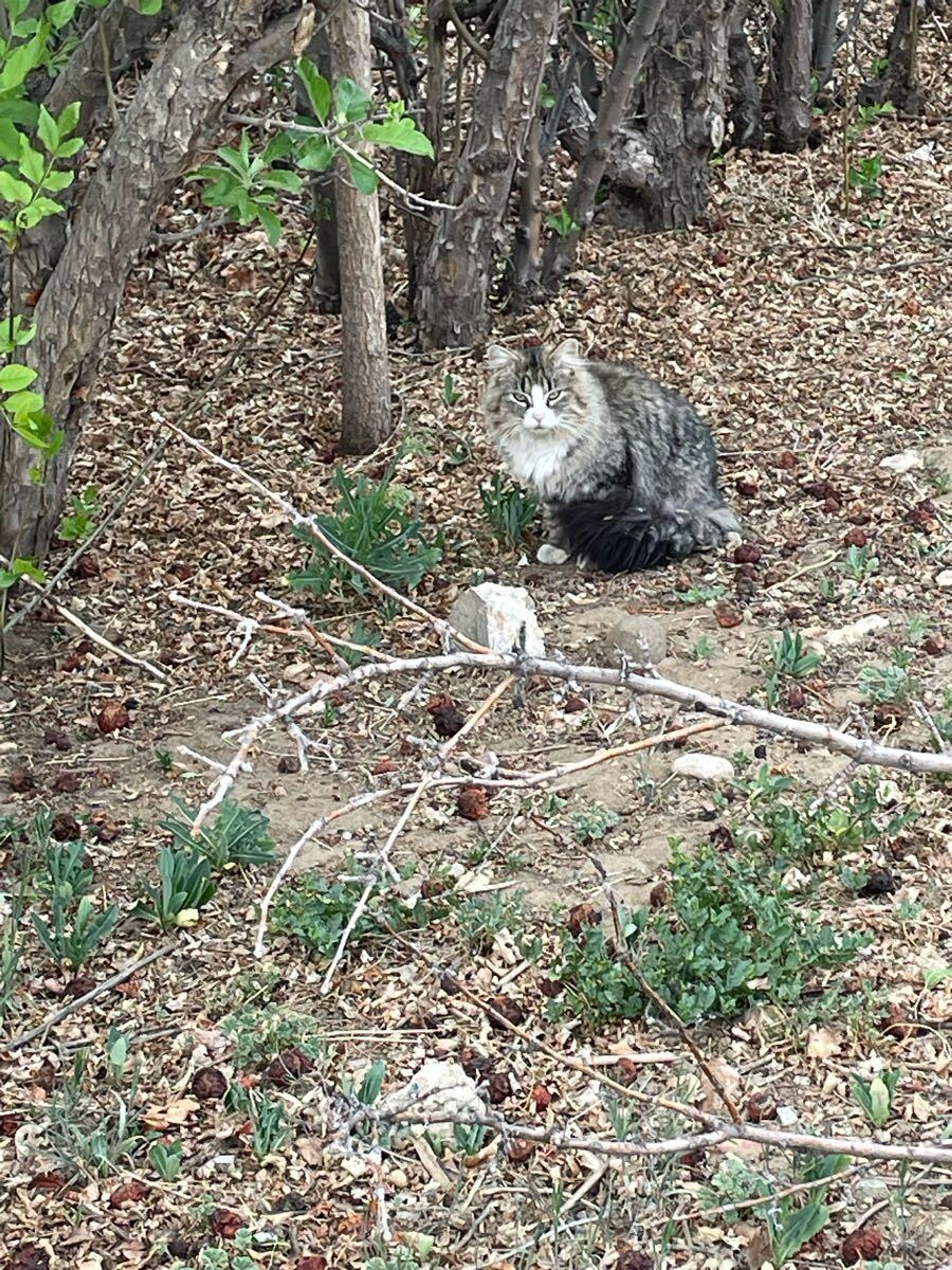 Found pet