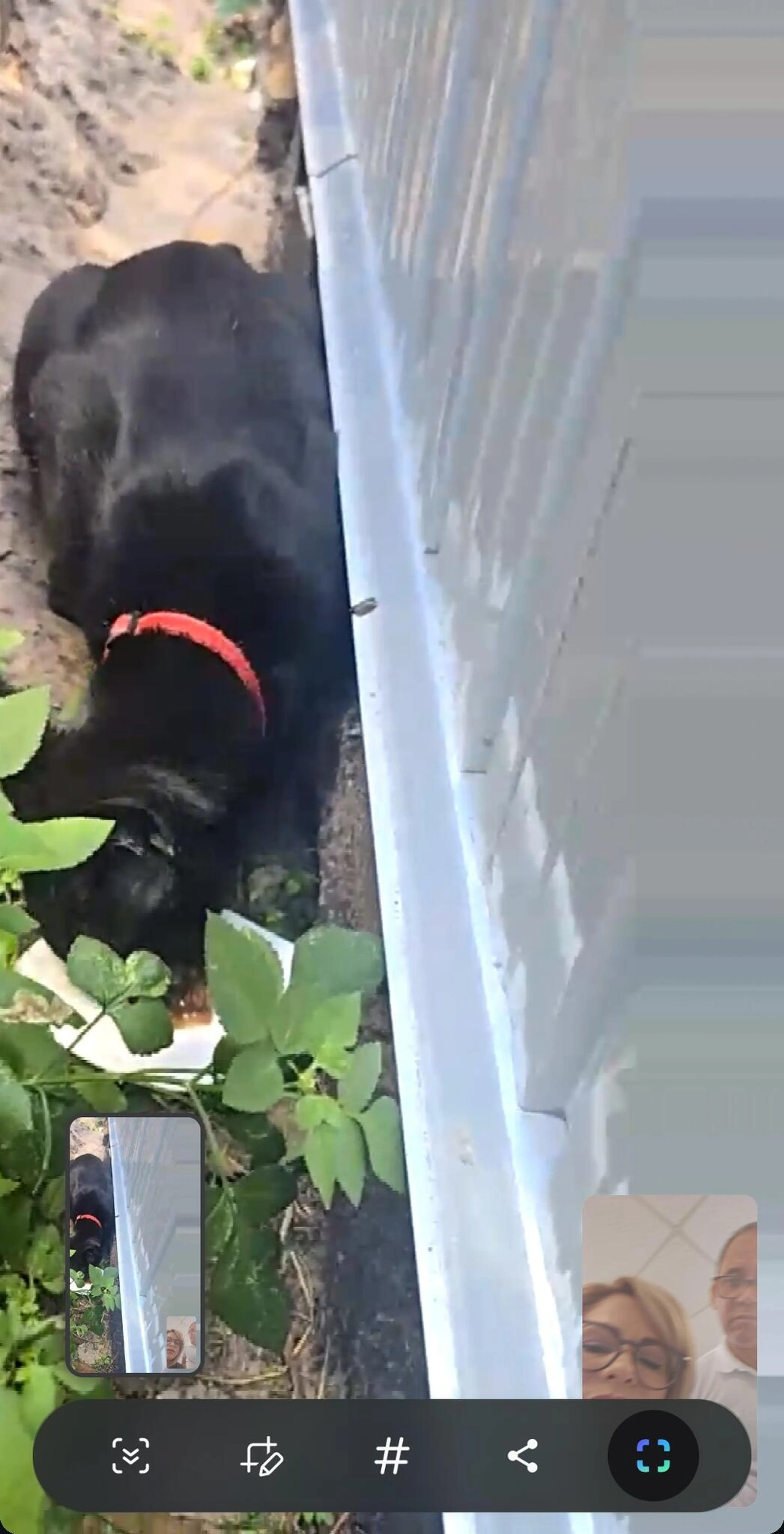 Found pet