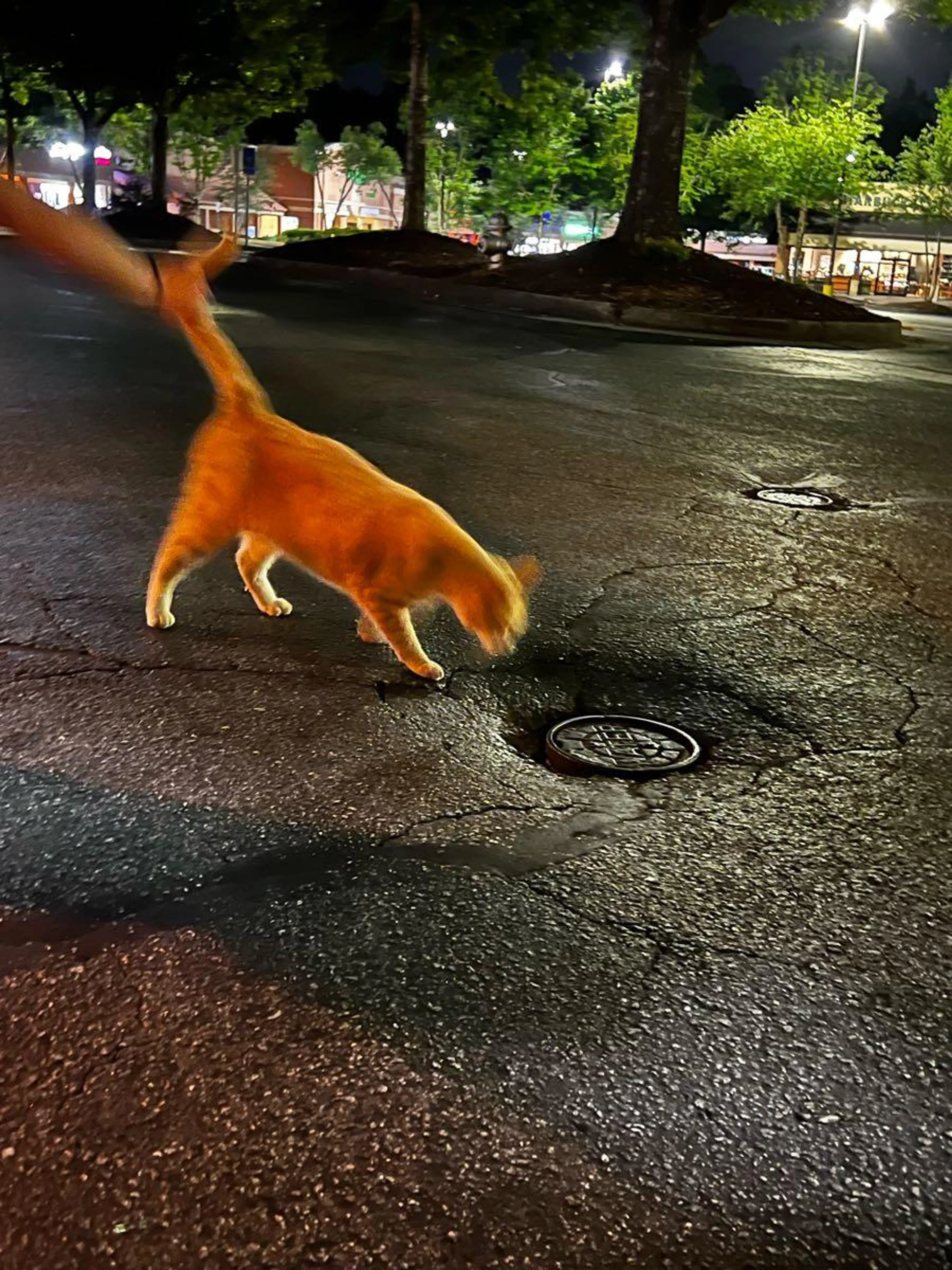 Found pet